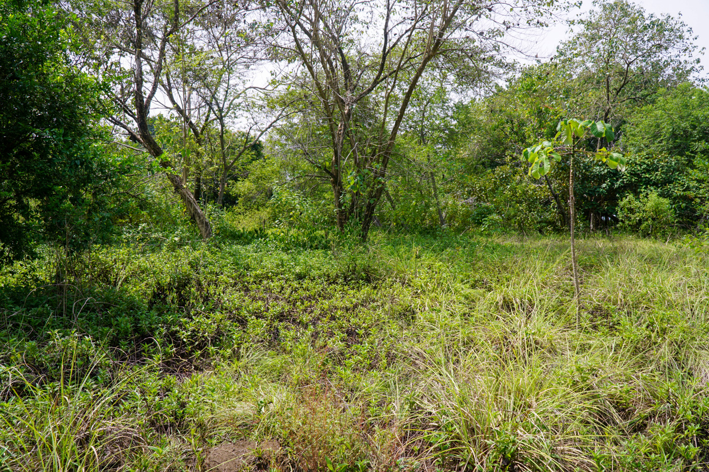 0 bed Land For Sale in Matapalo, Puntarenas - thumb 20