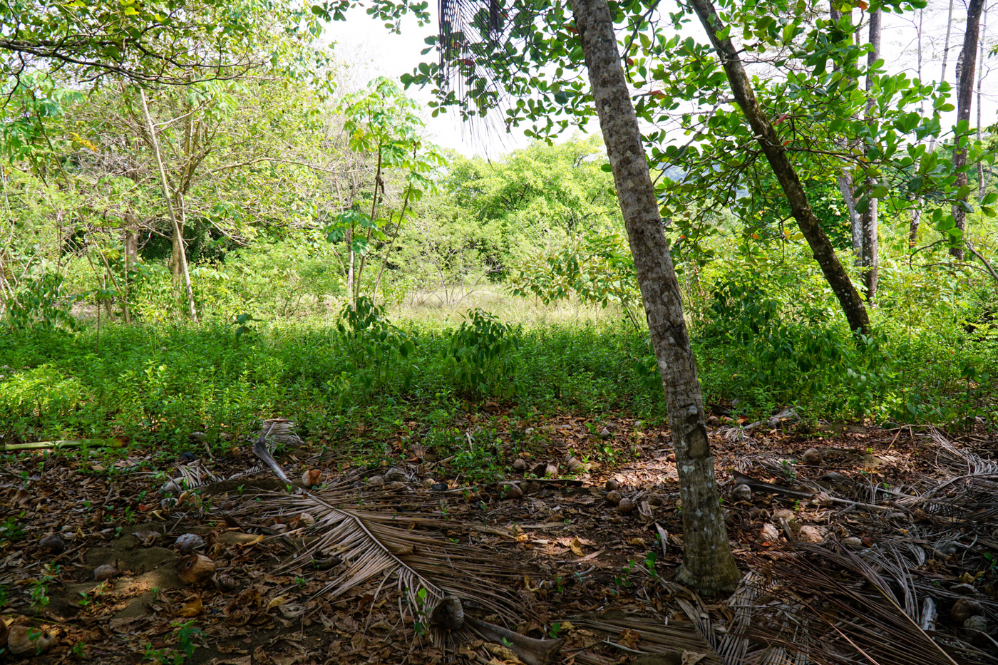 0 bed Land For Sale in Matapalo, Puntarenas - thumb 24
