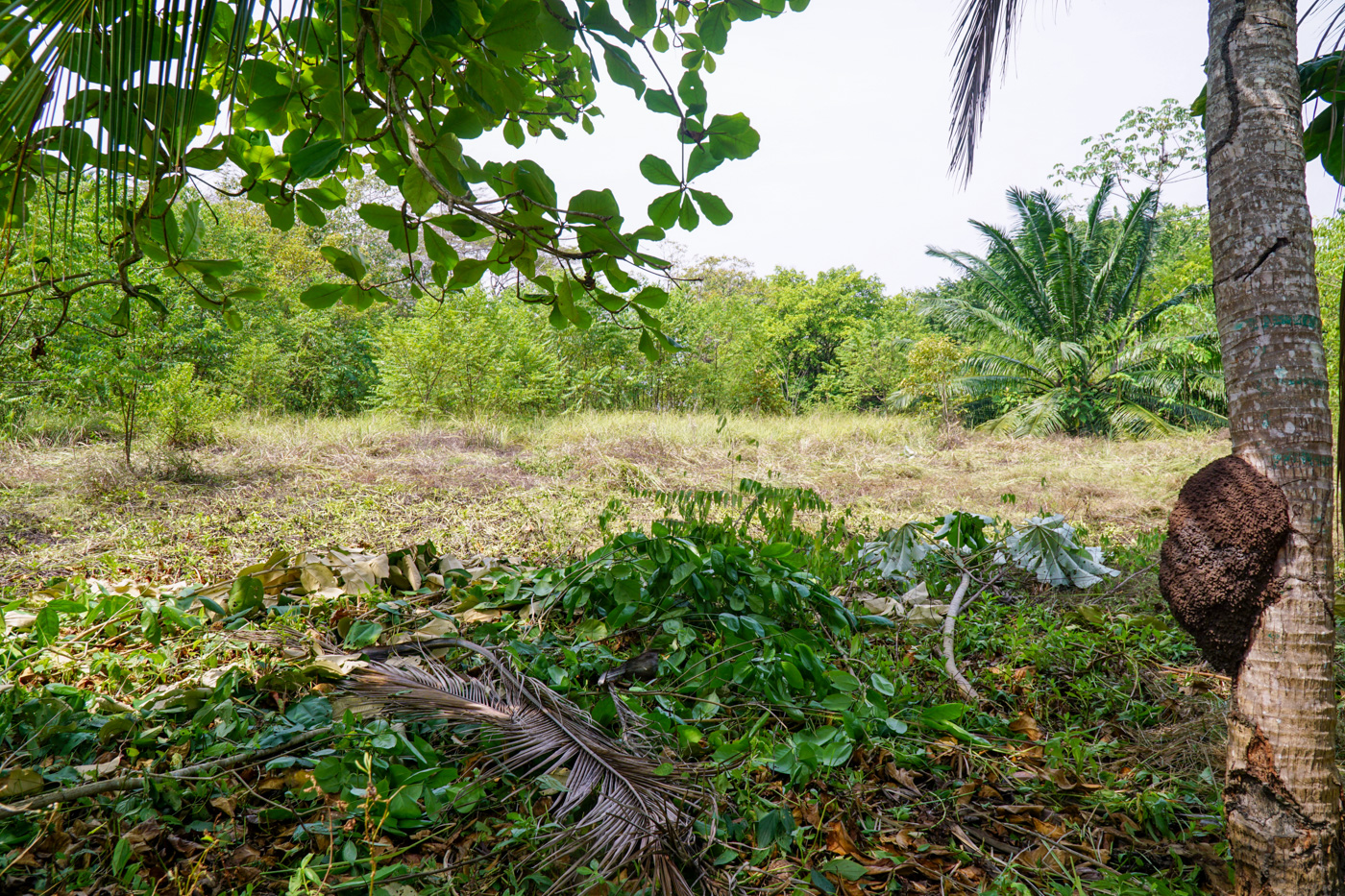 0 bed Land For Sale in Matapalo, Puntarenas - thumb 17
