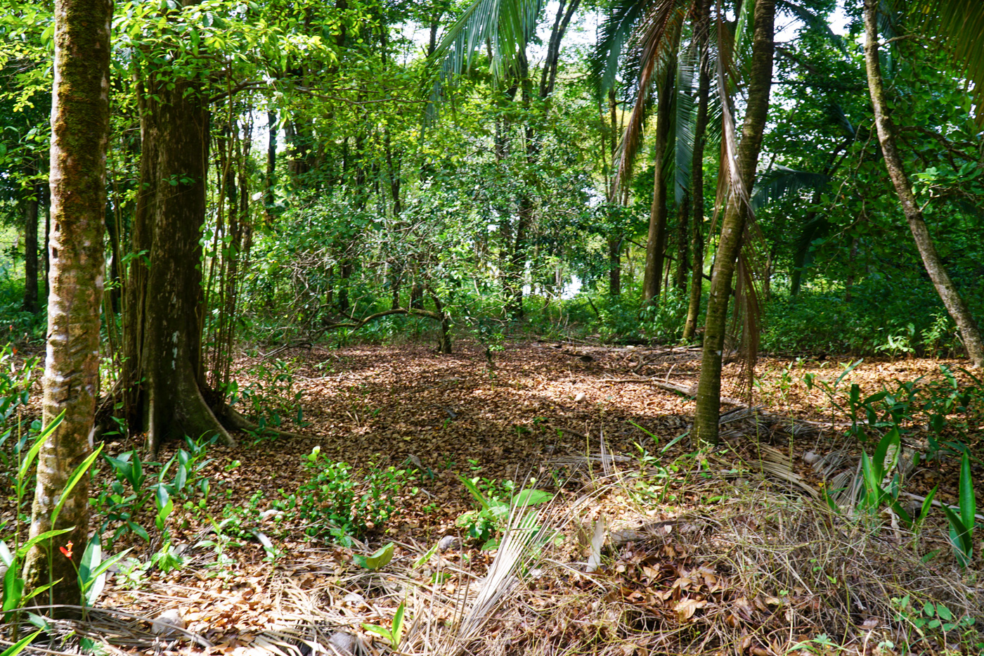 0 bed Land For Sale in Matapalo, Puntarenas - thumb 16