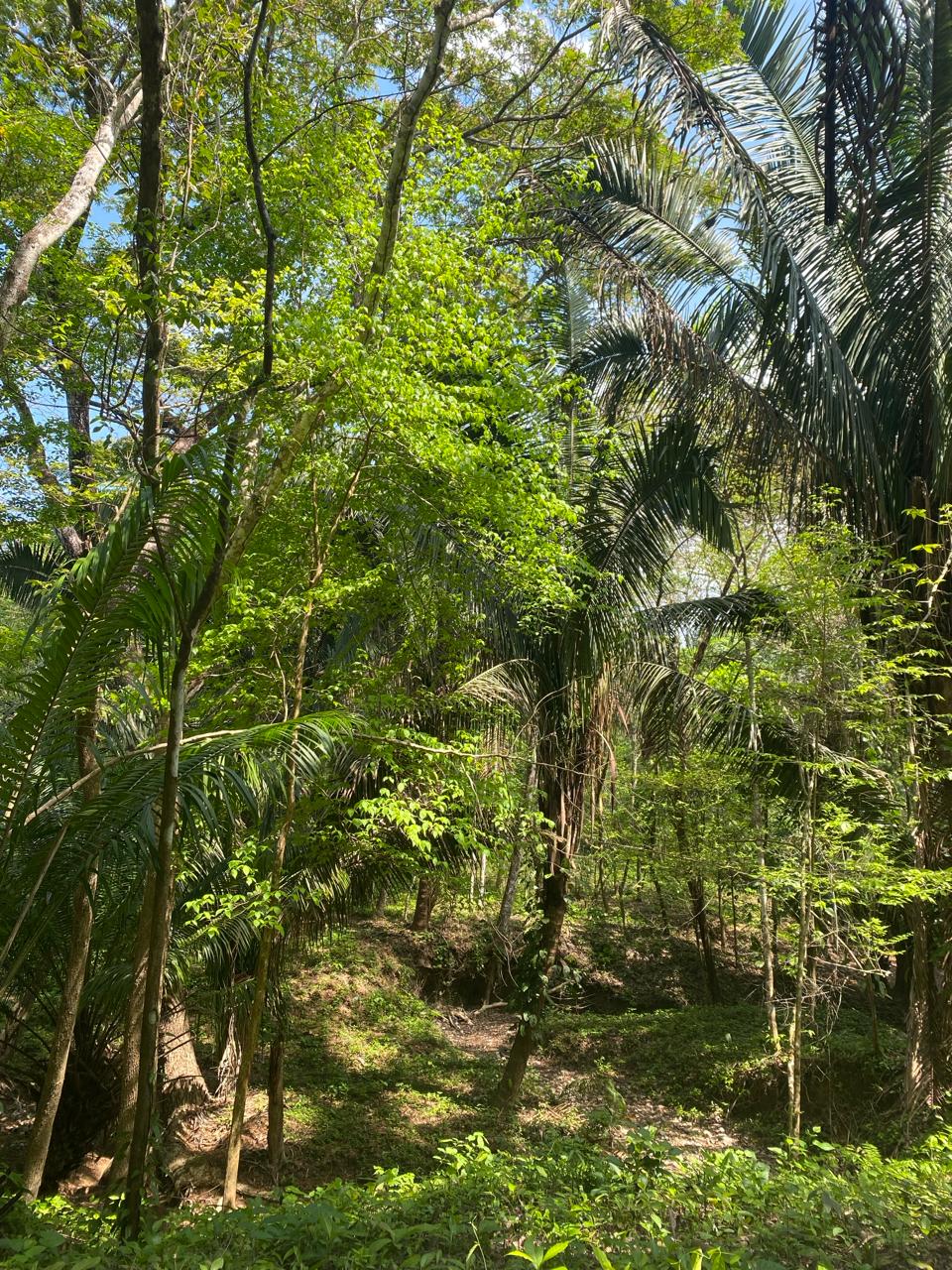 0 bed Land For Sale in Santiago, Puntarenas - thumb 1