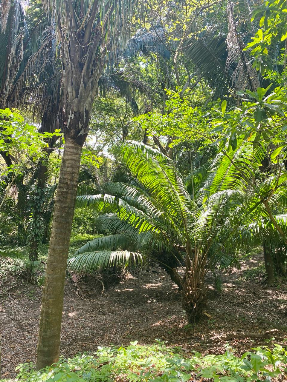 0 bed Land For Sale in Santiago, Puntarenas - thumb 3