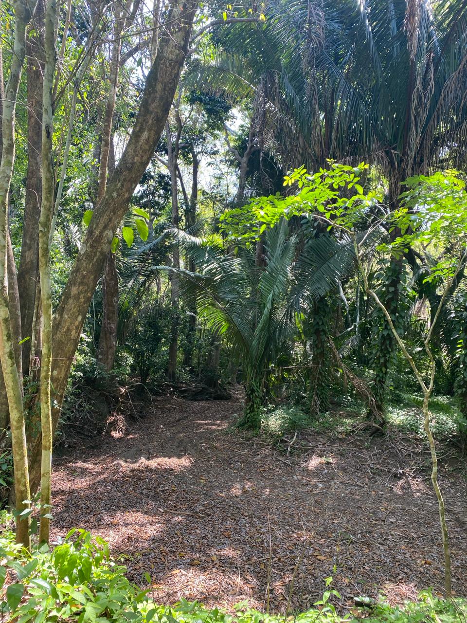 0 bed Land For Sale in Santiago, Puntarenas - thumb 2
