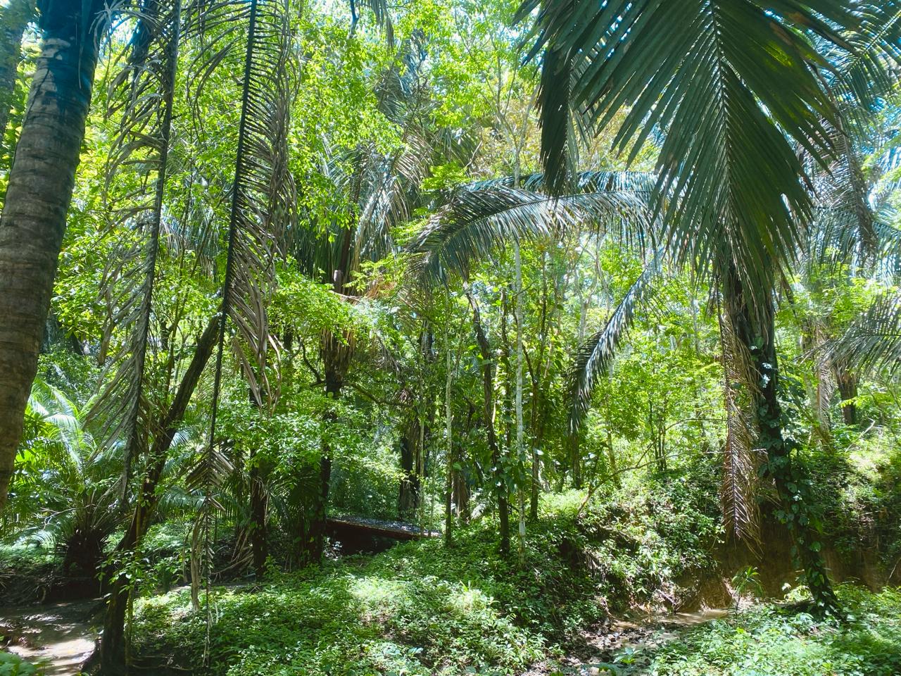 0 bed Land For Sale in Santiago, Puntarenas - thumb 4
