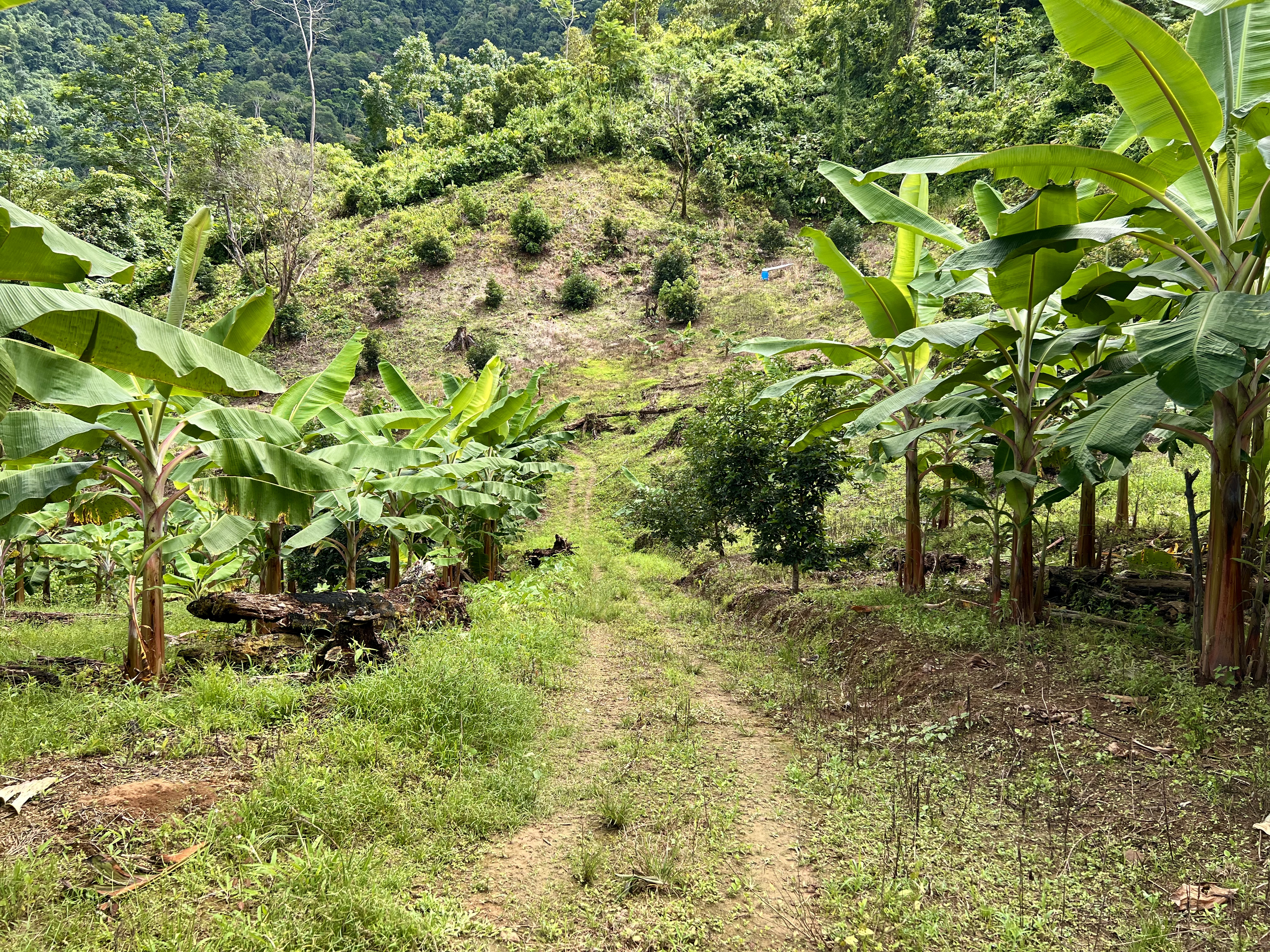 0 bed Land For Sale in Ciudad Cortes, Puntarenas - thumb 10