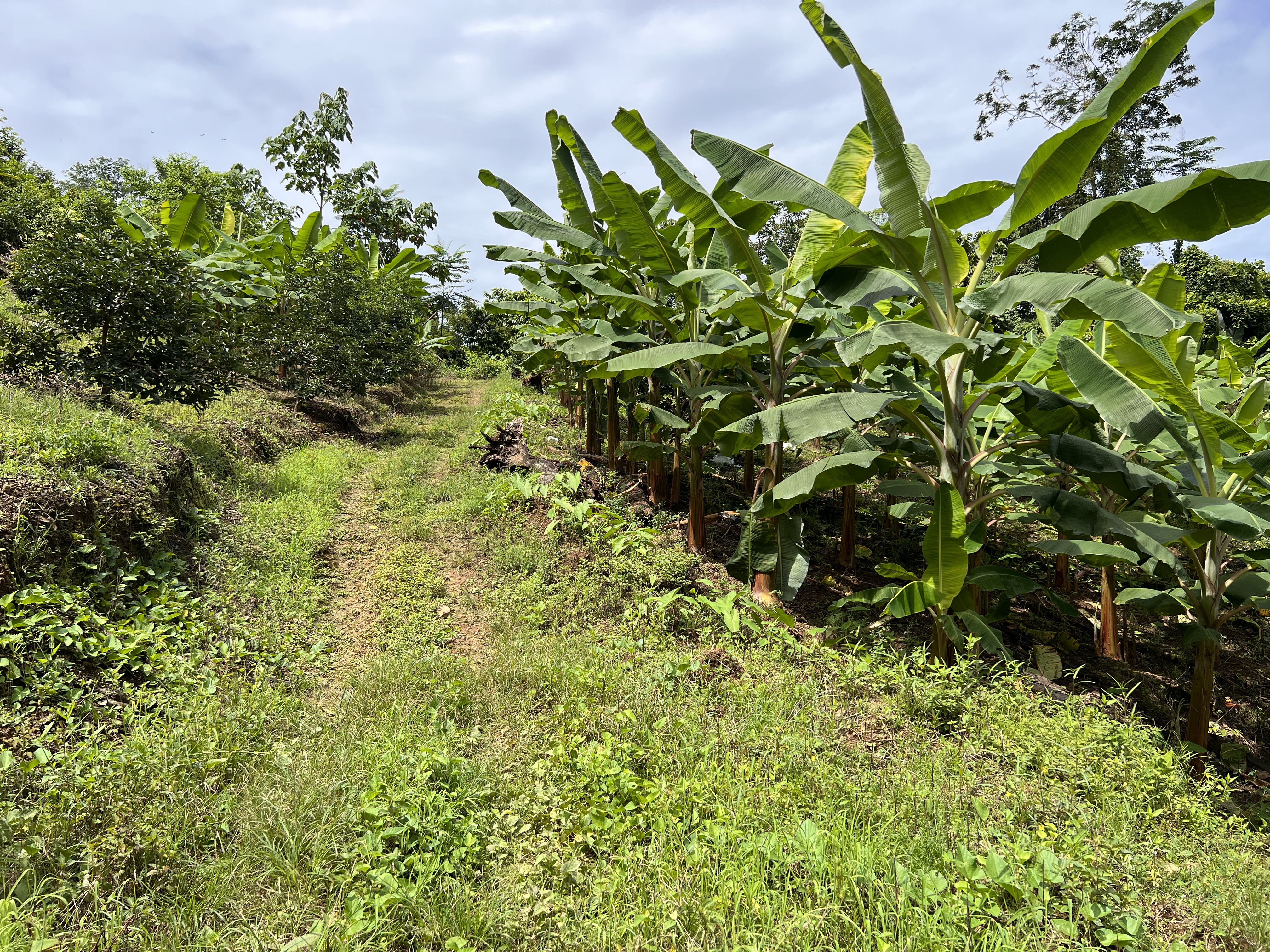 0 bed Land For Sale in Ciudad Cortes, Puntarenas - thumb 9