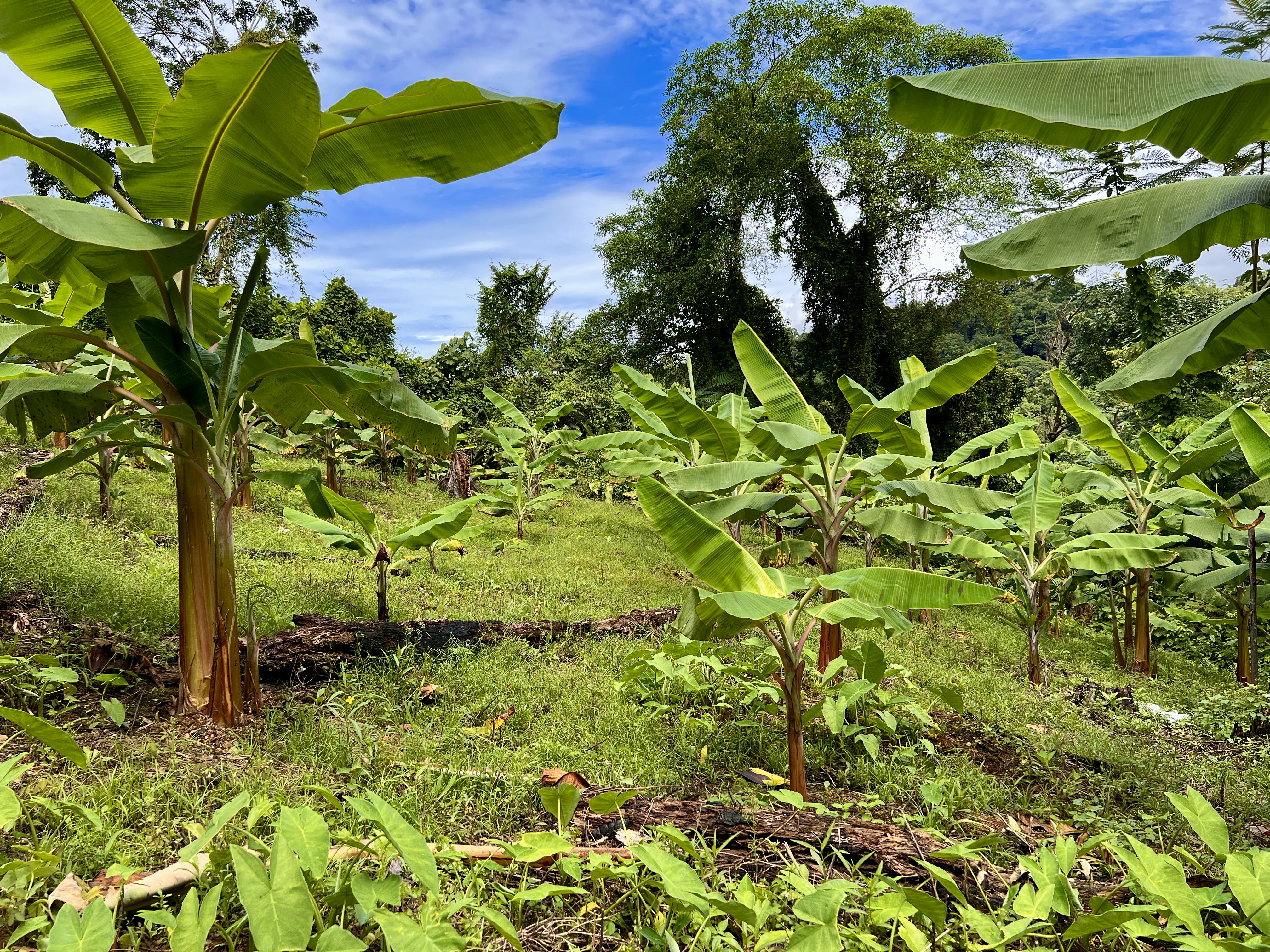 0 bed Land For Sale in Ciudad Cortes, Puntarenas - thumb 7