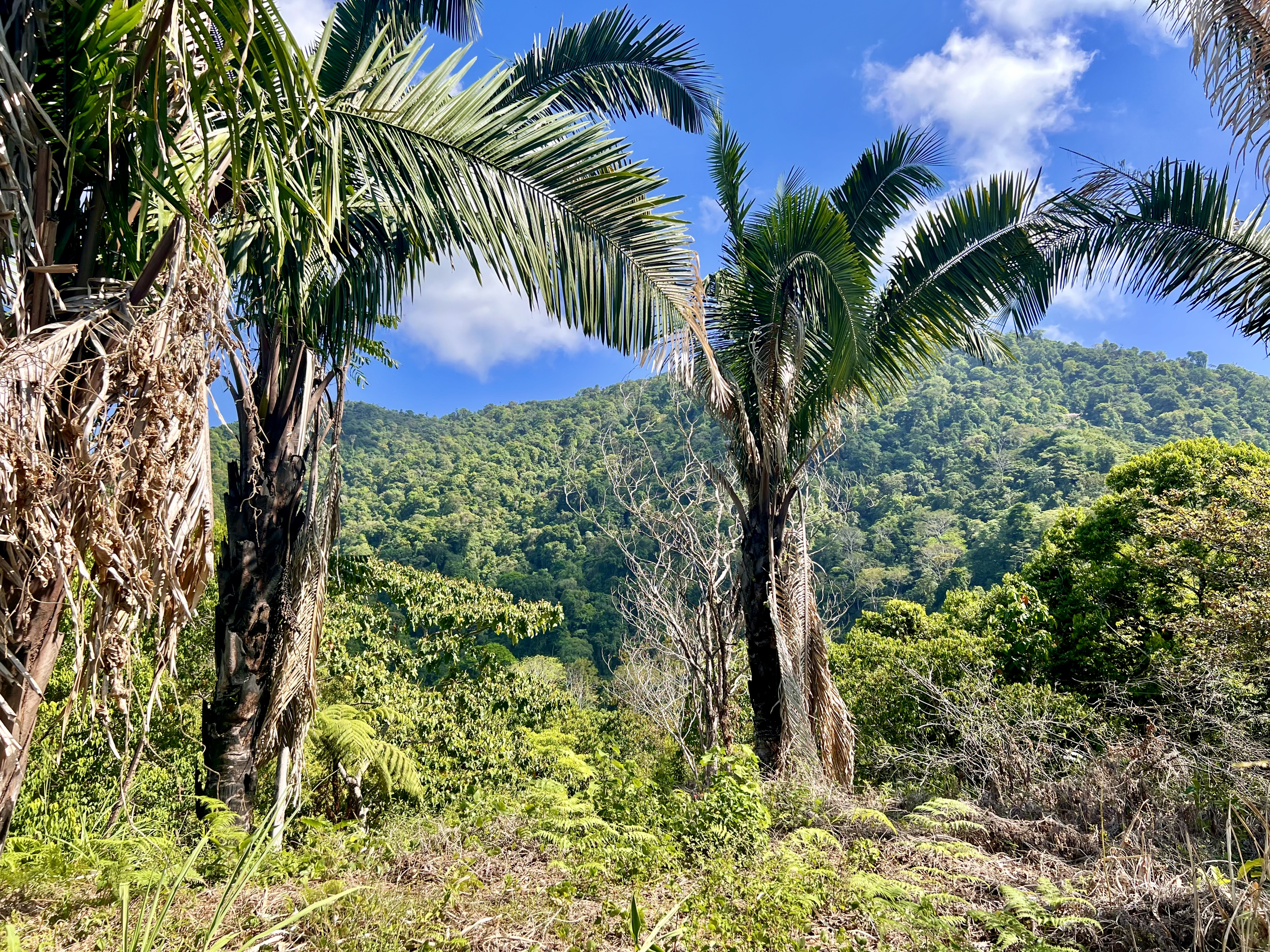 0 bed Land For Sale in Ciudad Cortes, Puntarenas - thumb 5