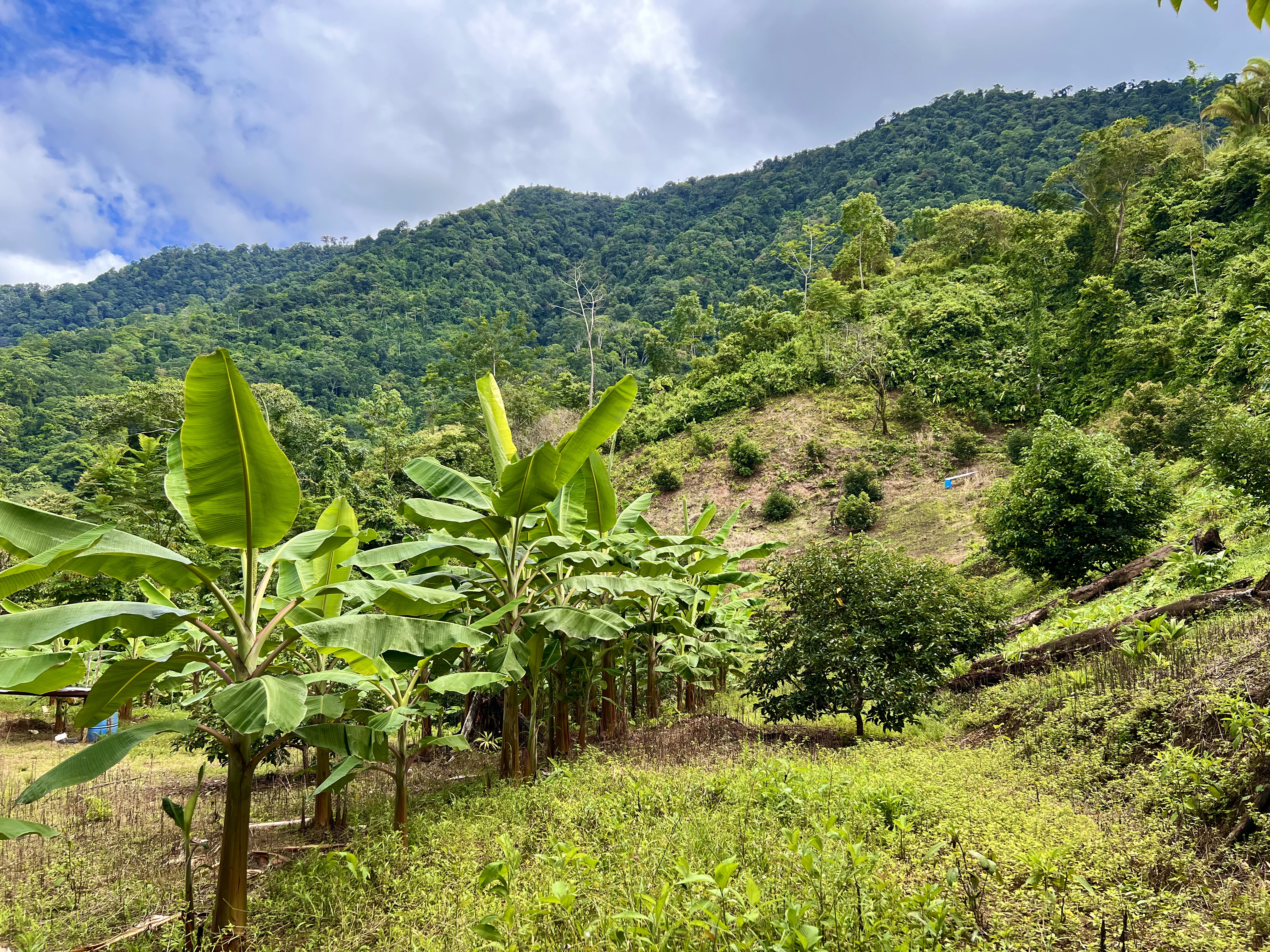 0 bed Land For Sale in Ciudad Cortes, Puntarenas - thumb 12