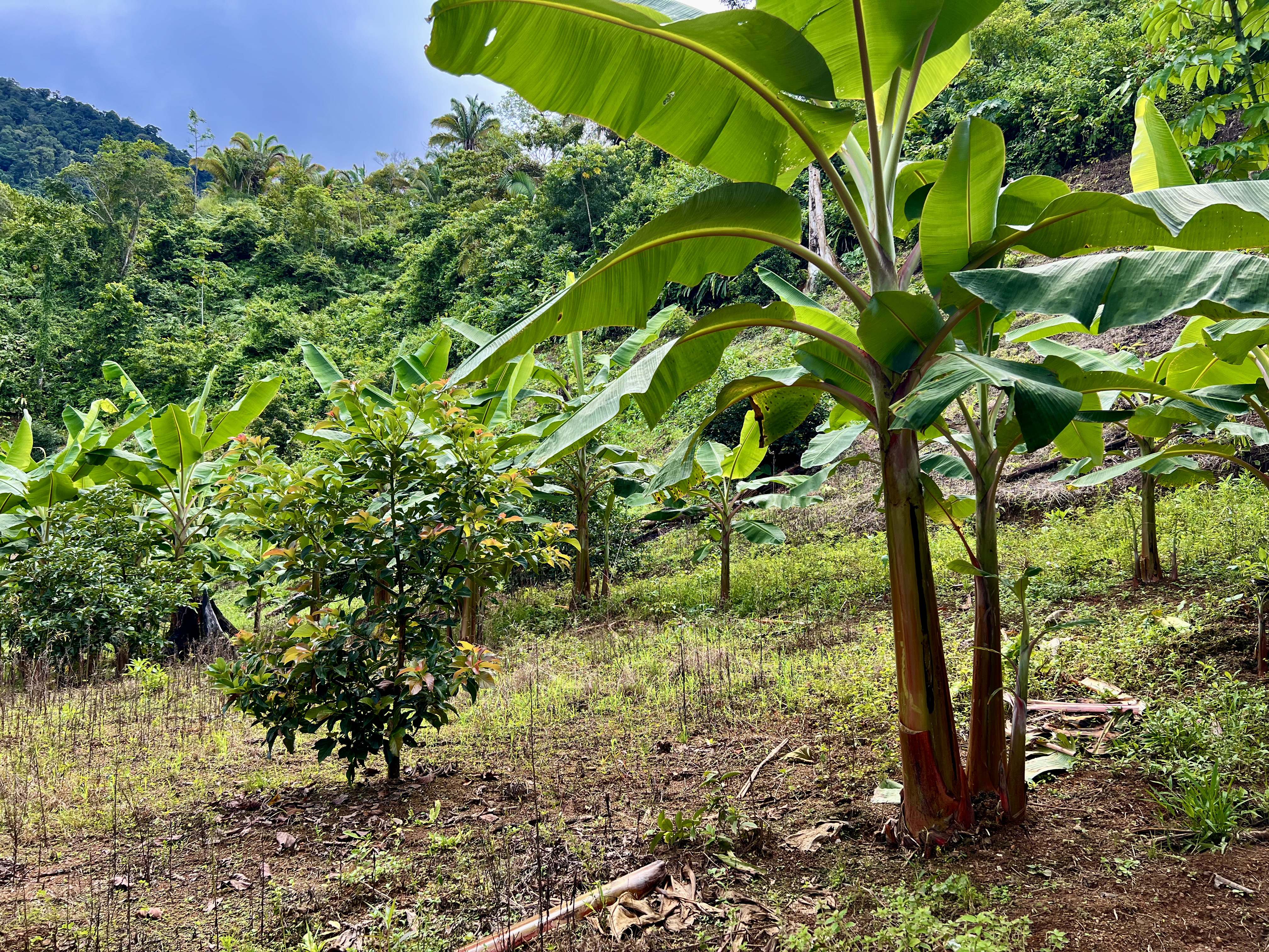 0 bed Land For Sale in Ciudad Cortes, Puntarenas - thumb 11