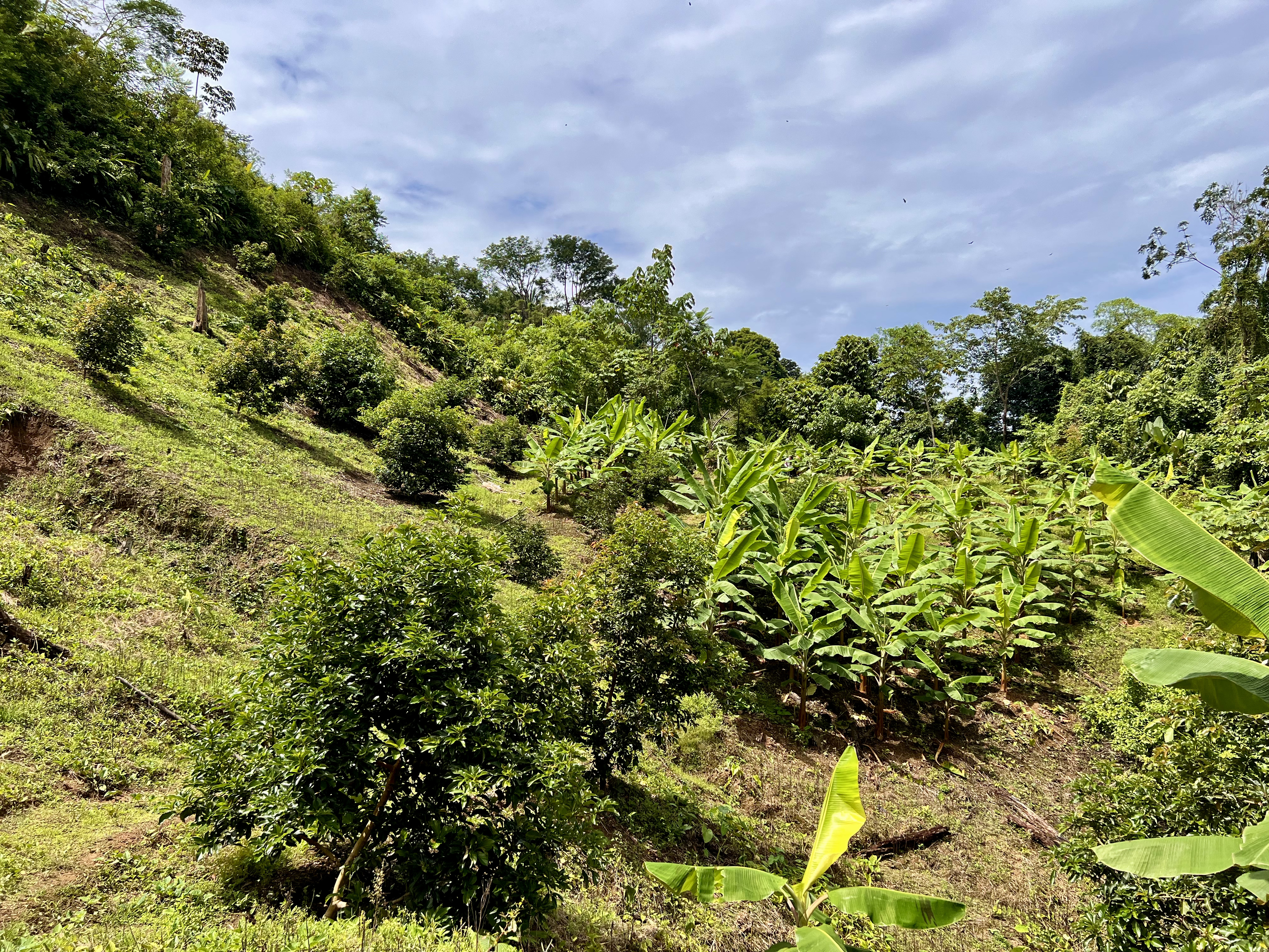 0 bed Land For Sale in Ciudad Cortes, Puntarenas - thumb 8