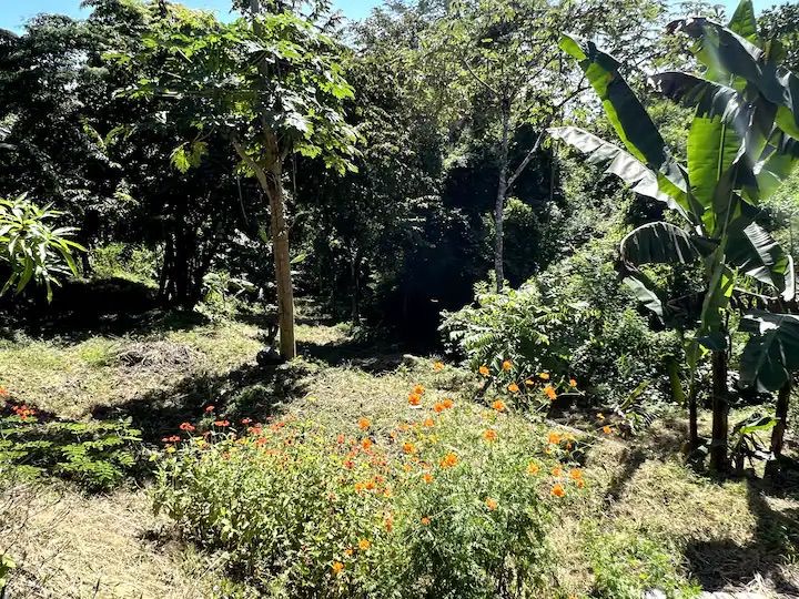 1 bed Single Family Homes For Sale in Santiago, Puntarenas - thumb 8