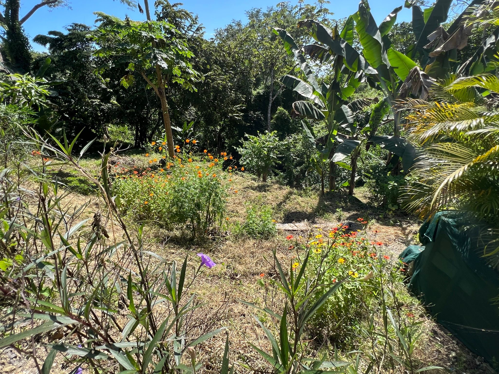 1 bed Single Family Homes For Sale in Santiago, Puntarenas - thumb 14