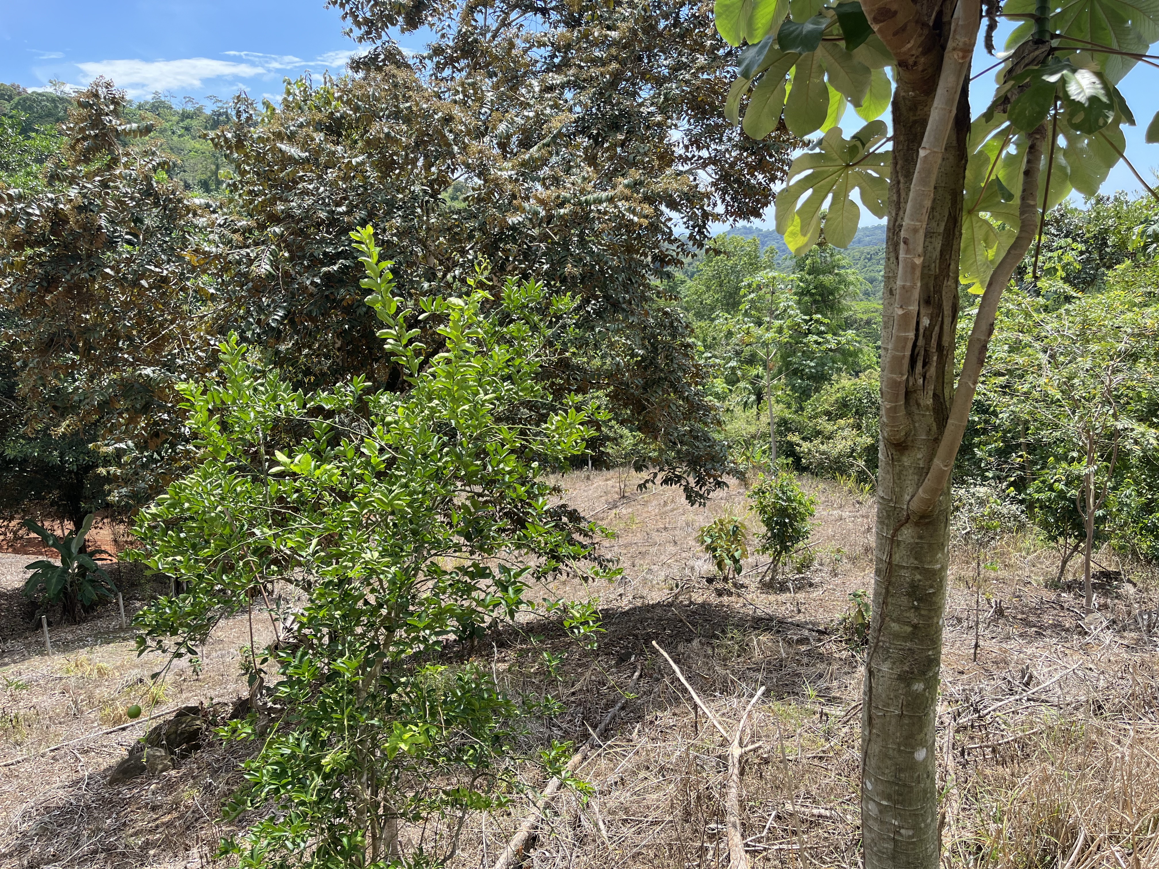 0 bed Land For Sale in Ciudad Cortes, Puntarenas - thumb 14