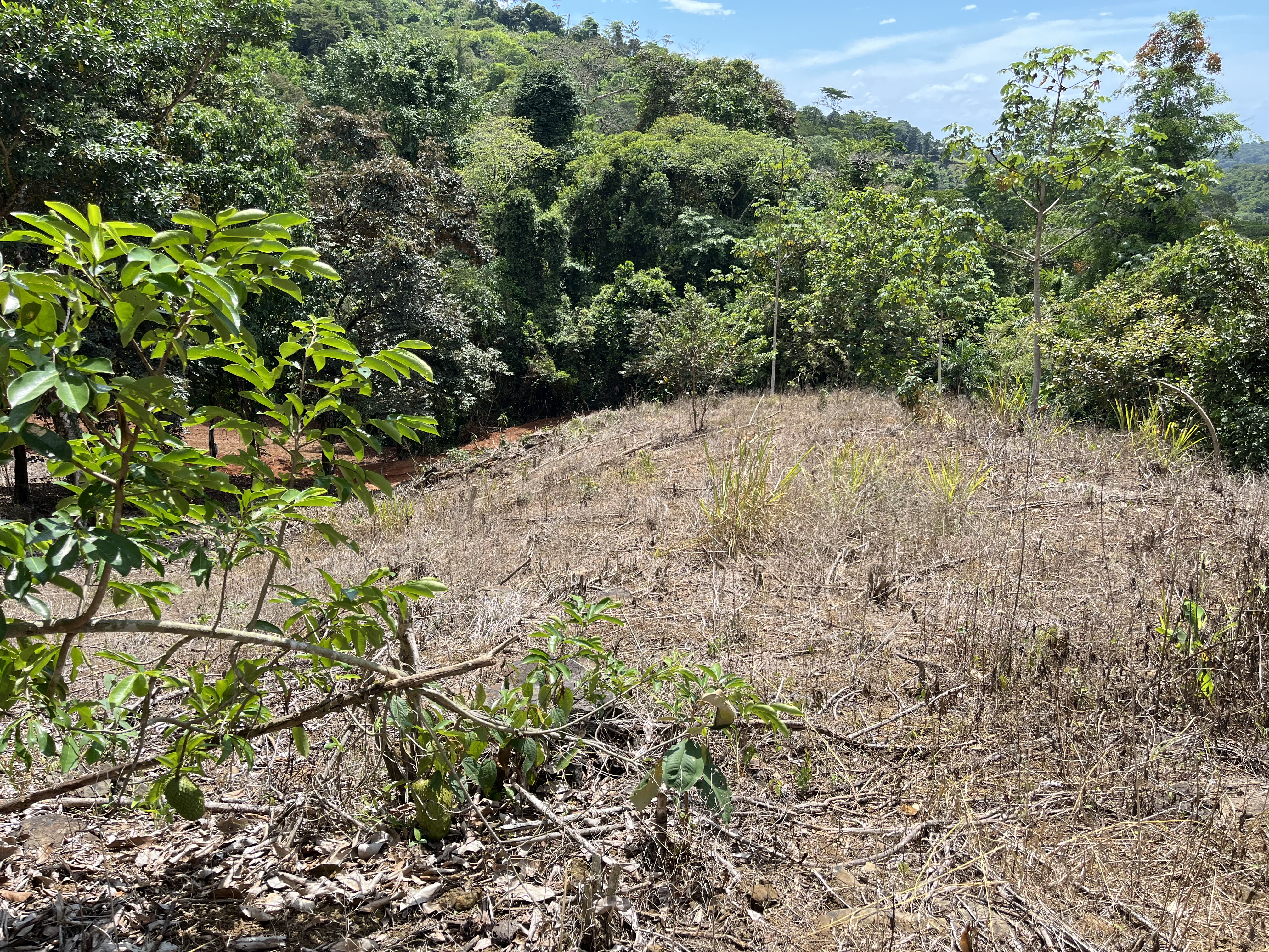 0 bed Land For Sale in Ciudad Cortes, Puntarenas - thumb 15
