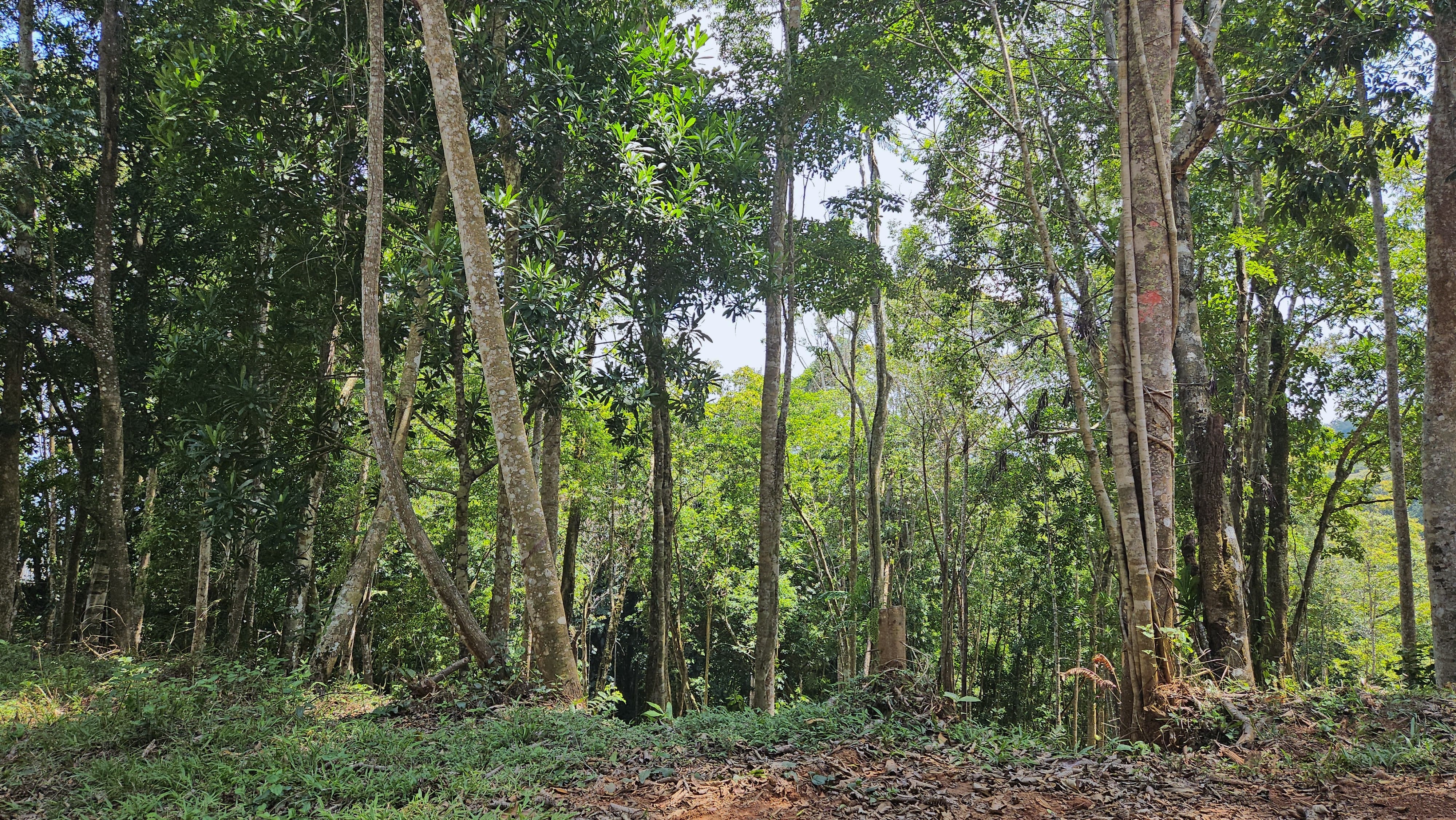 0 bed Land For Sale in Perez Zeledon, San Jose - thumb 9