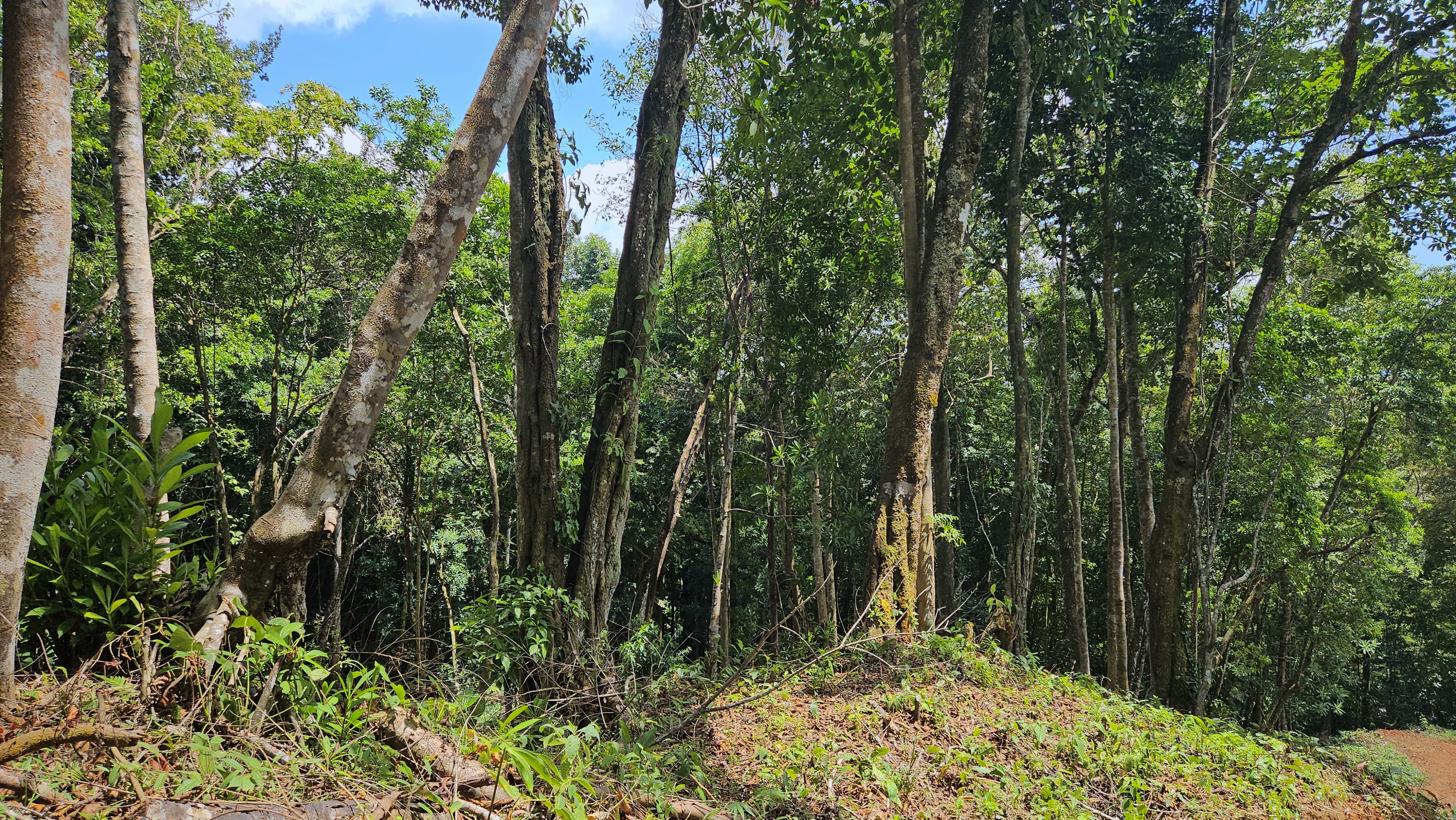 0 bed Land For Sale in Perez Zeledon, San Jose - thumb 4