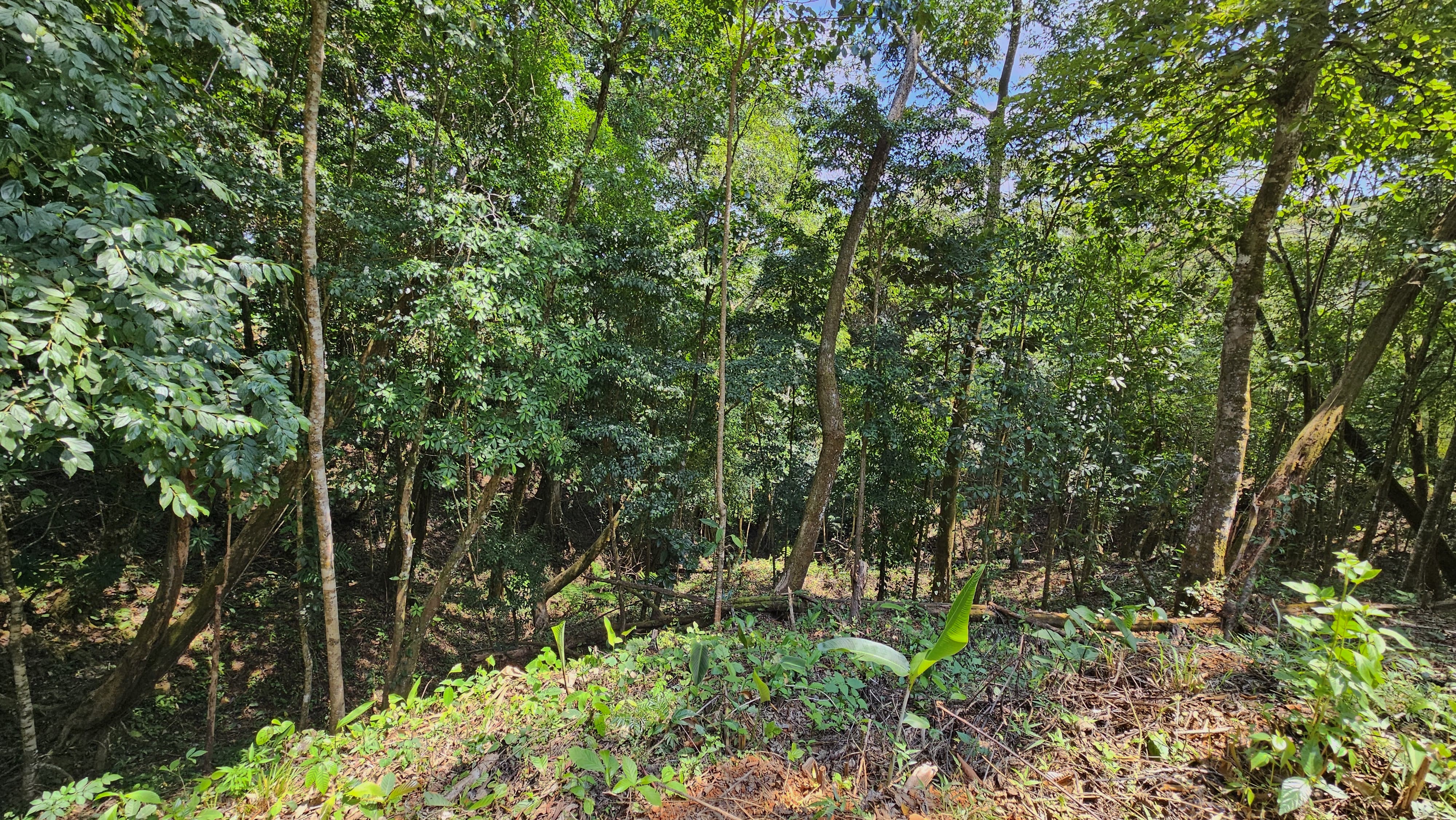 0 bed Land For Sale in Perez Zeledon, San Jose - thumb 5