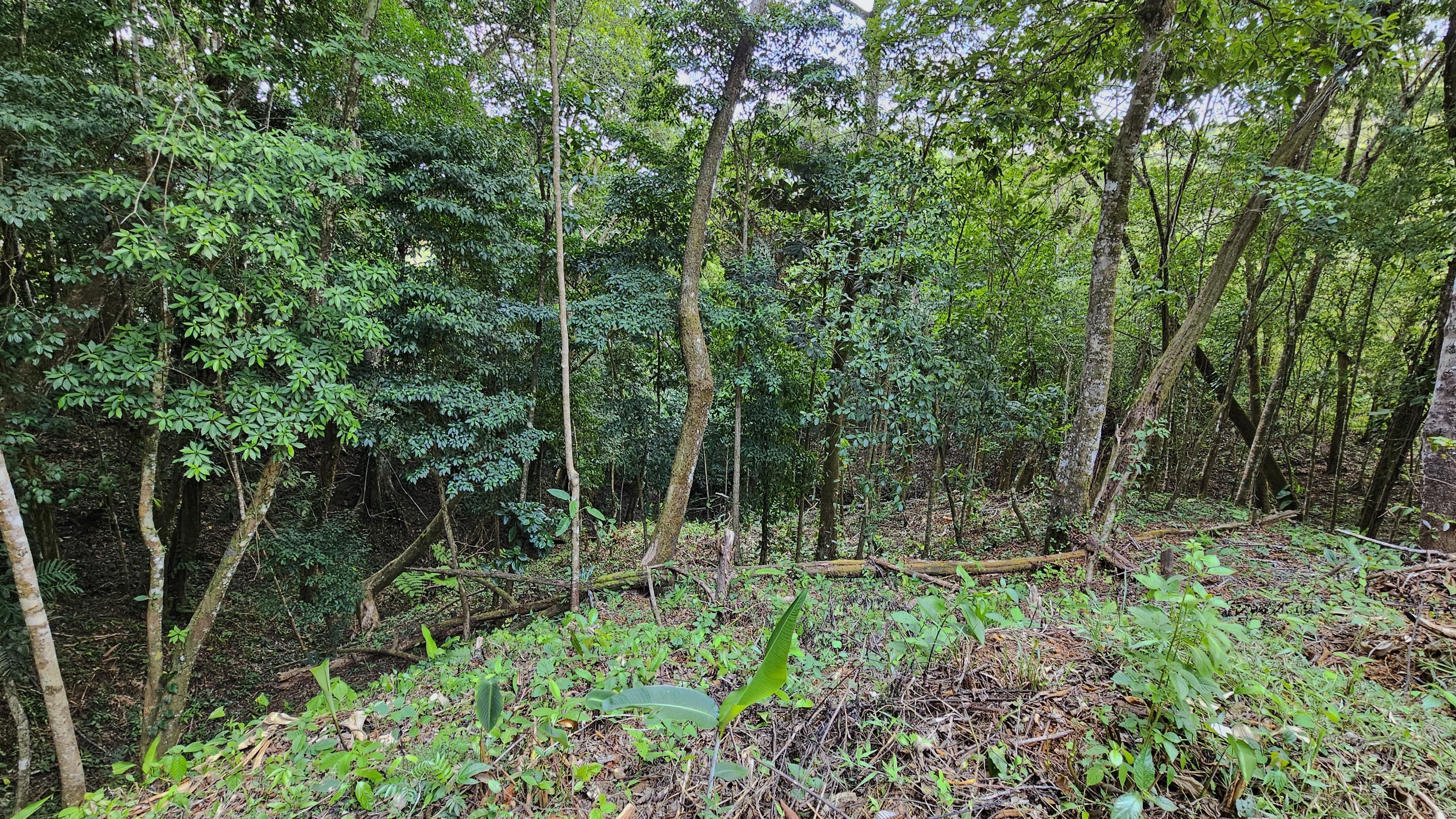 0 bed Land For Sale in Perez Zeledon, San Jose - thumb 11