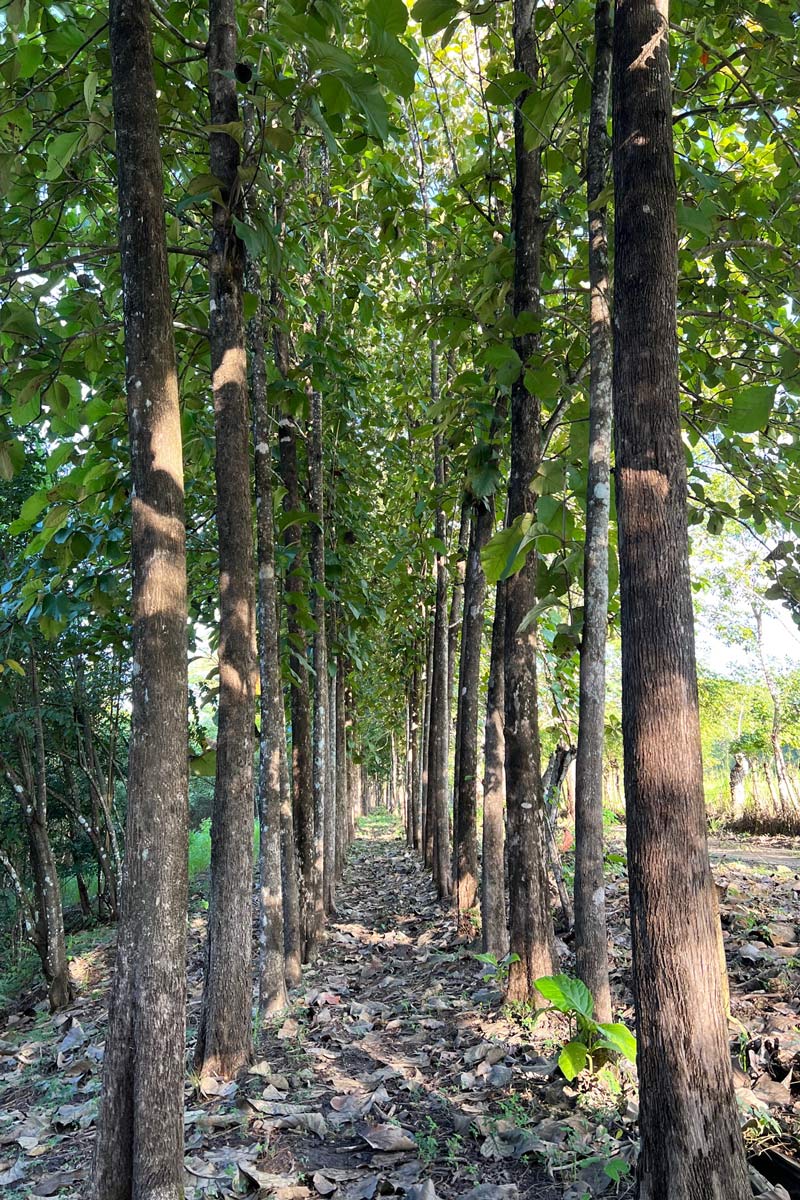 8 bed Single Family Homes For Sale in Lepanto, Puntarenas - thumb 21