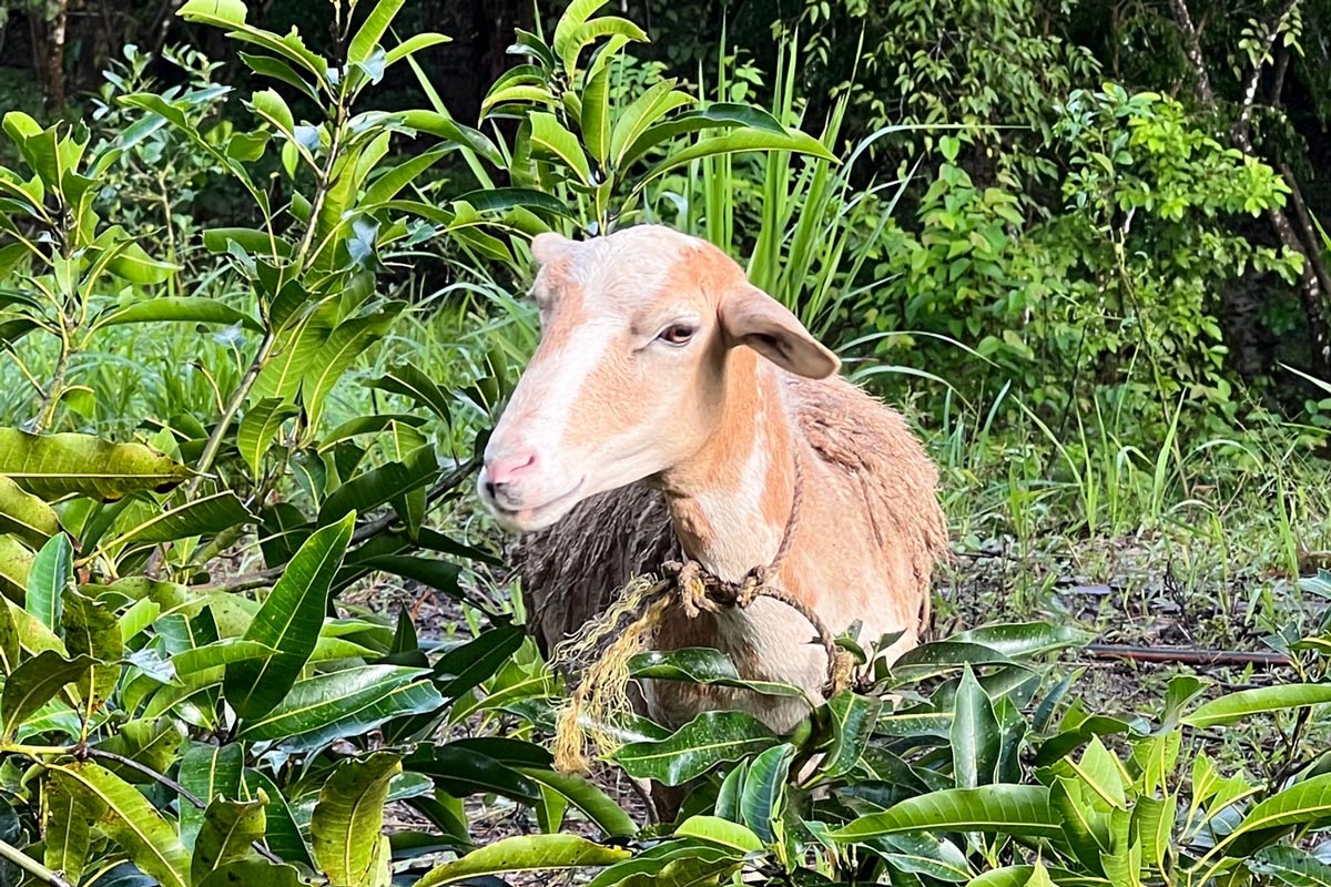 8 bed Single Family Homes For Sale in Lepanto, Puntarenas - thumb 24