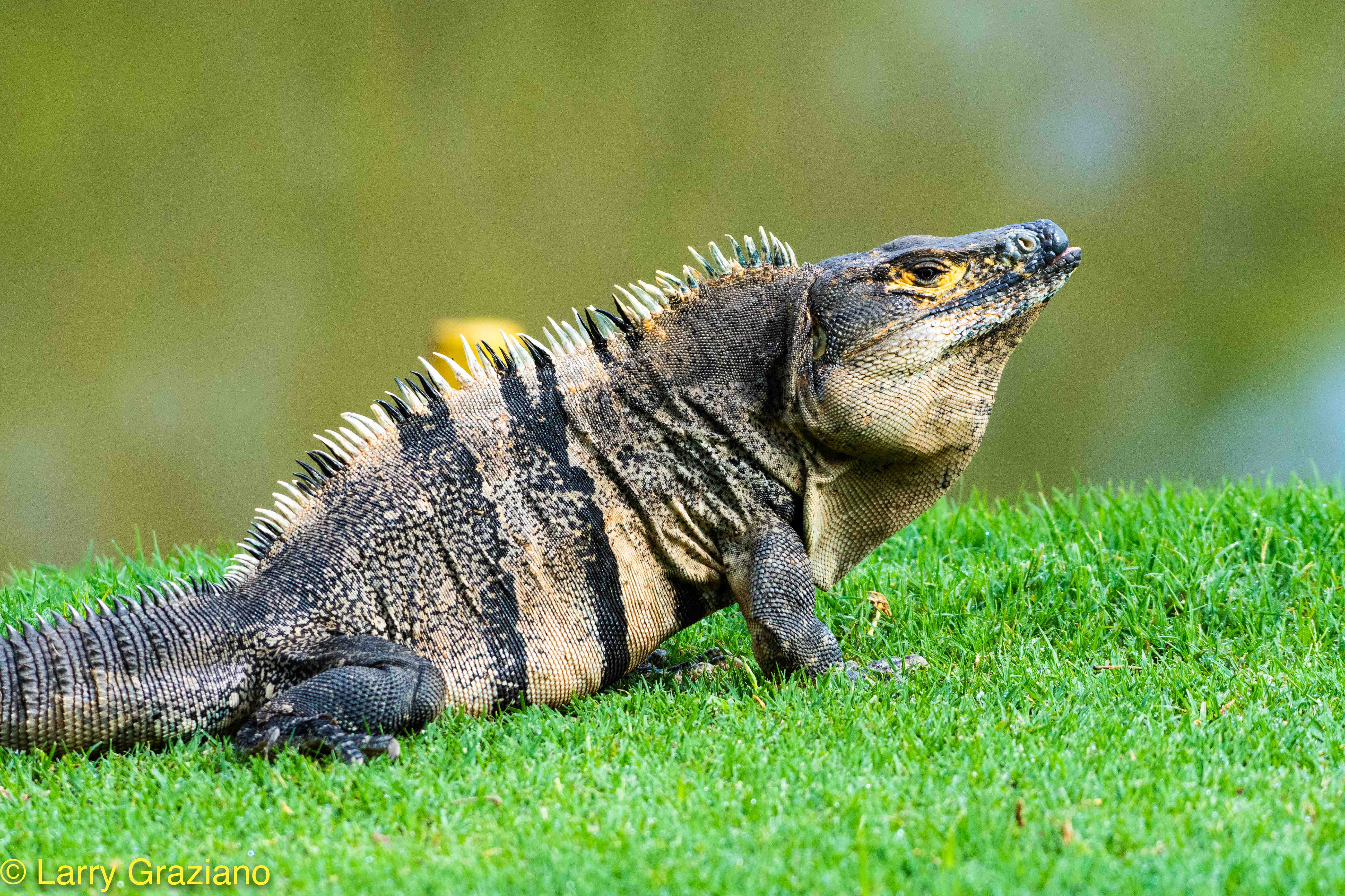 0 bed Land For Sale in Playa Negra, Guanacaste - thumb 21