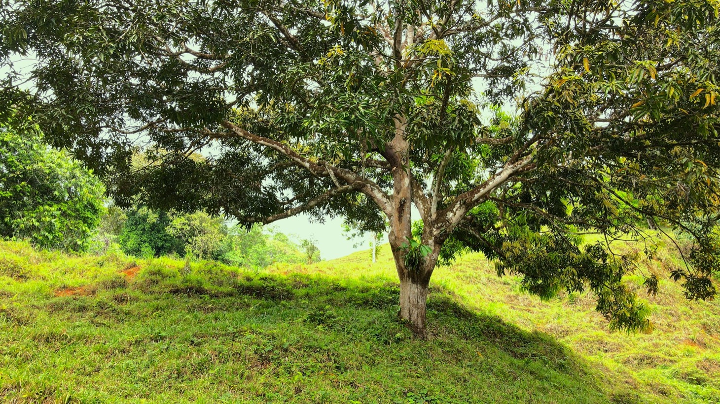 0 bed Land For Sale in Ojochal, Puntarenas - thumb 22