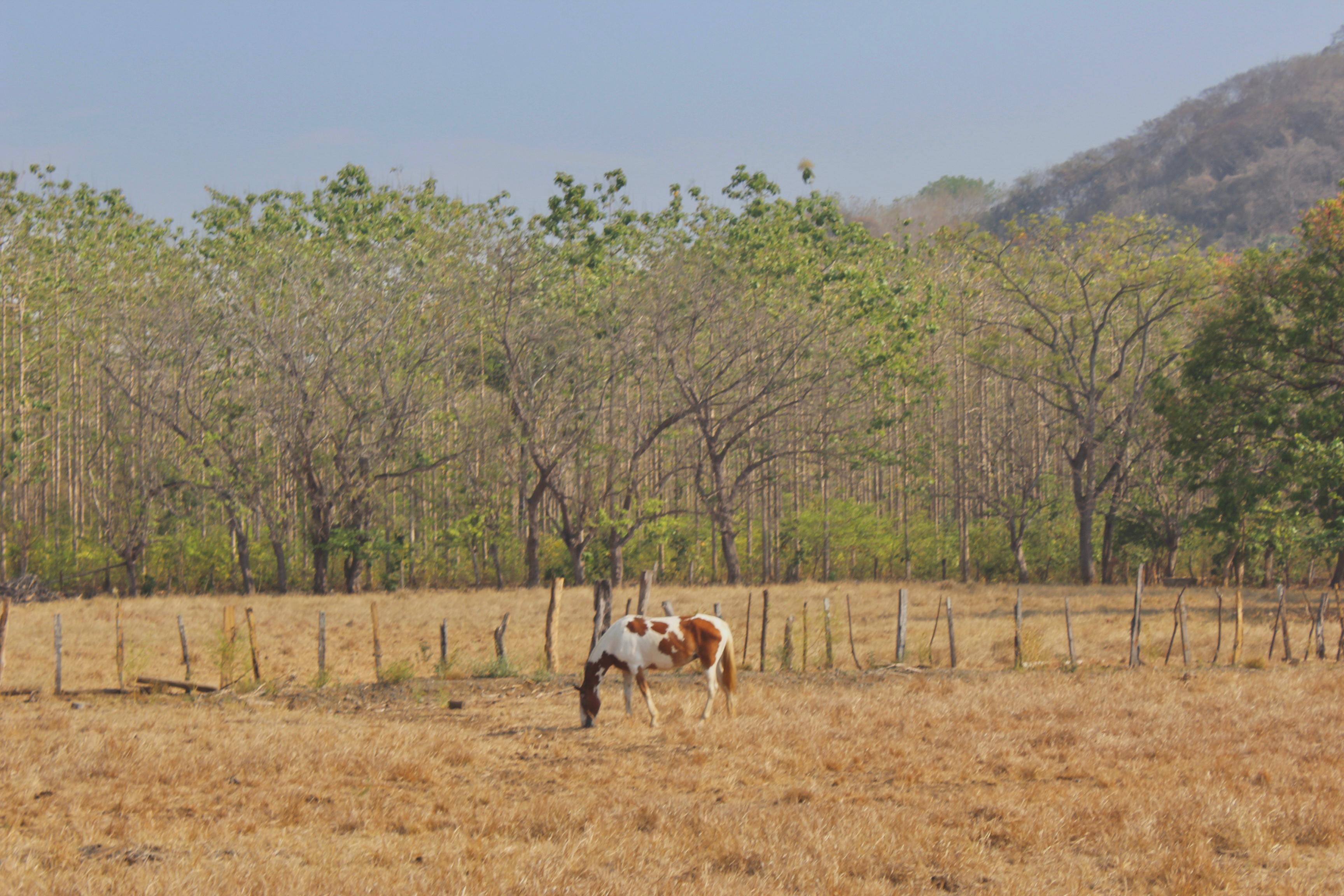 2 bed Land For Sale in Ostional, Guanacaste - thumb 4