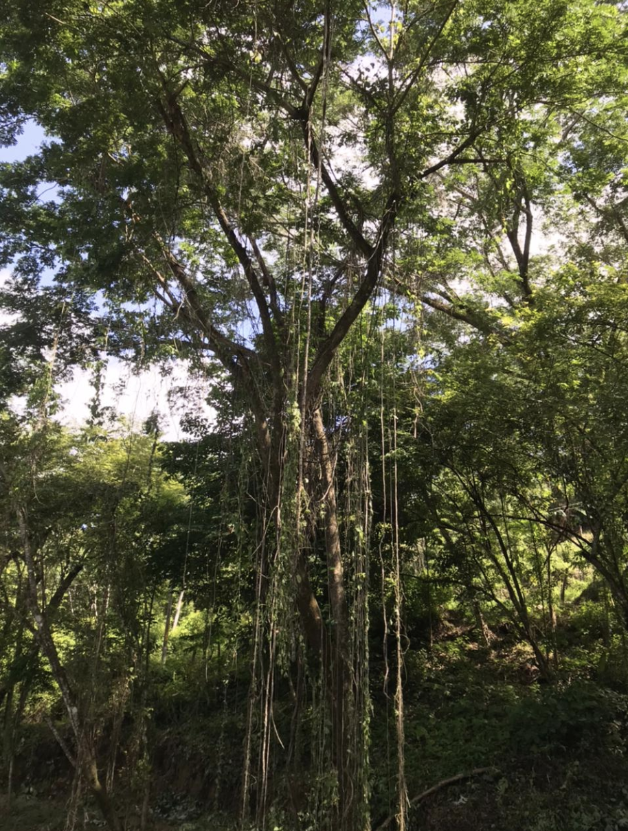 0 bed Land For Sale in Playa Hermosa Santa Teresa, Puntarenas - thumb 4