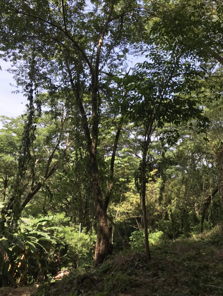 0 bed Land For Sale in Playa Hermosa Santa Teresa, Puntarenas - thumb 1