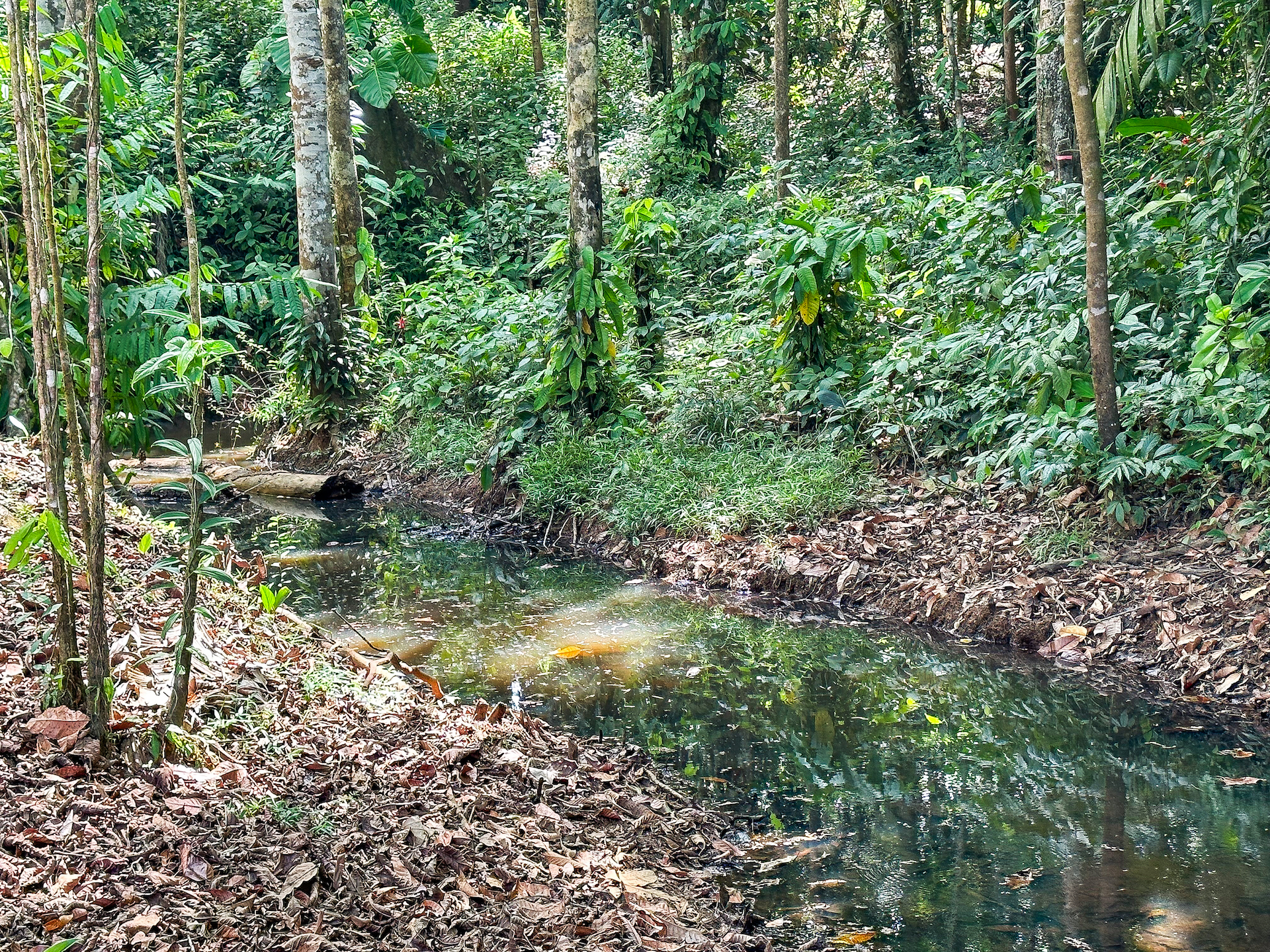 0 bed Land For Sale in Ojochal, Puntarenas - thumb 15