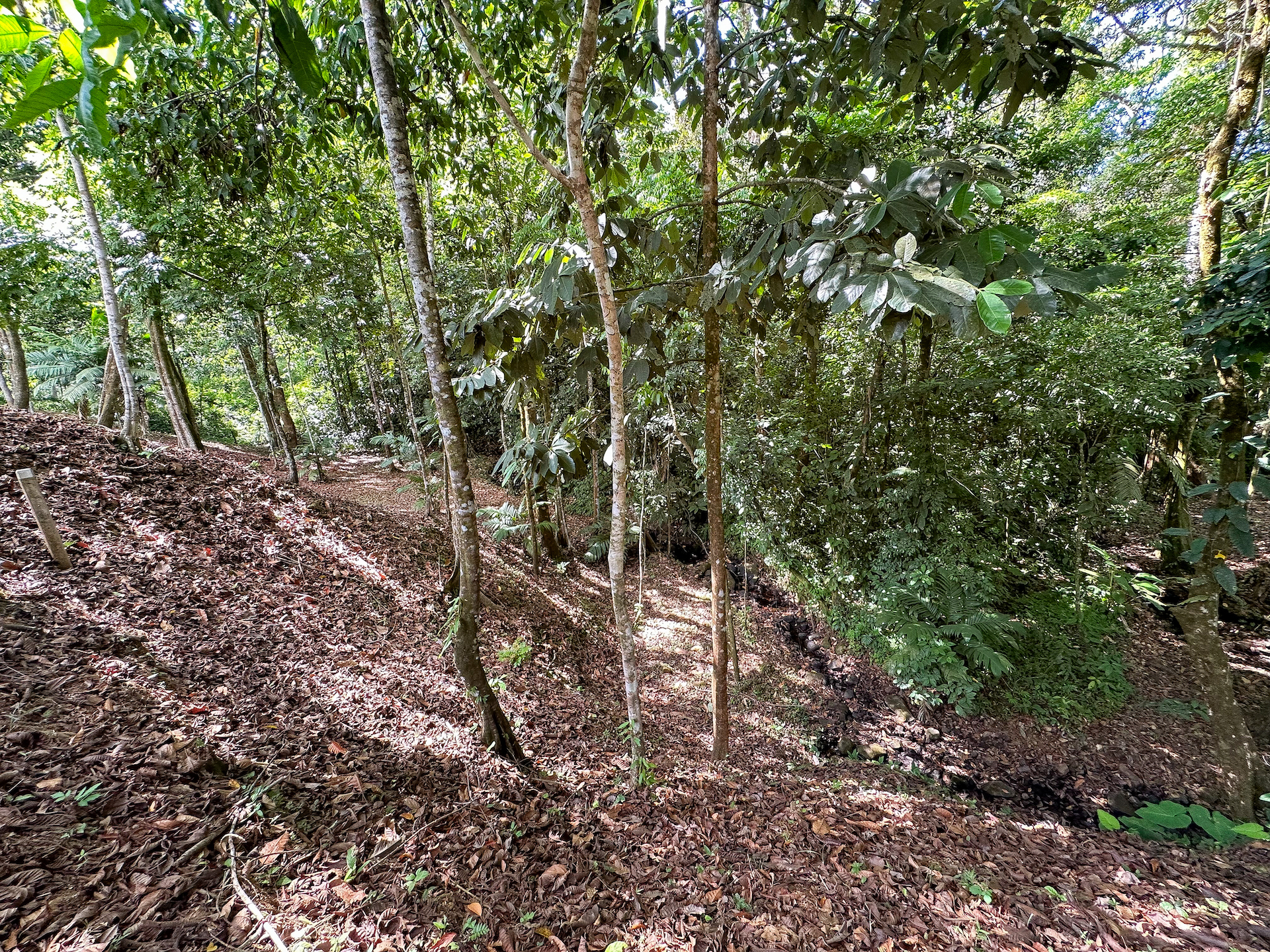 0 bed Land For Sale in Ojochal, Puntarenas - thumb 13