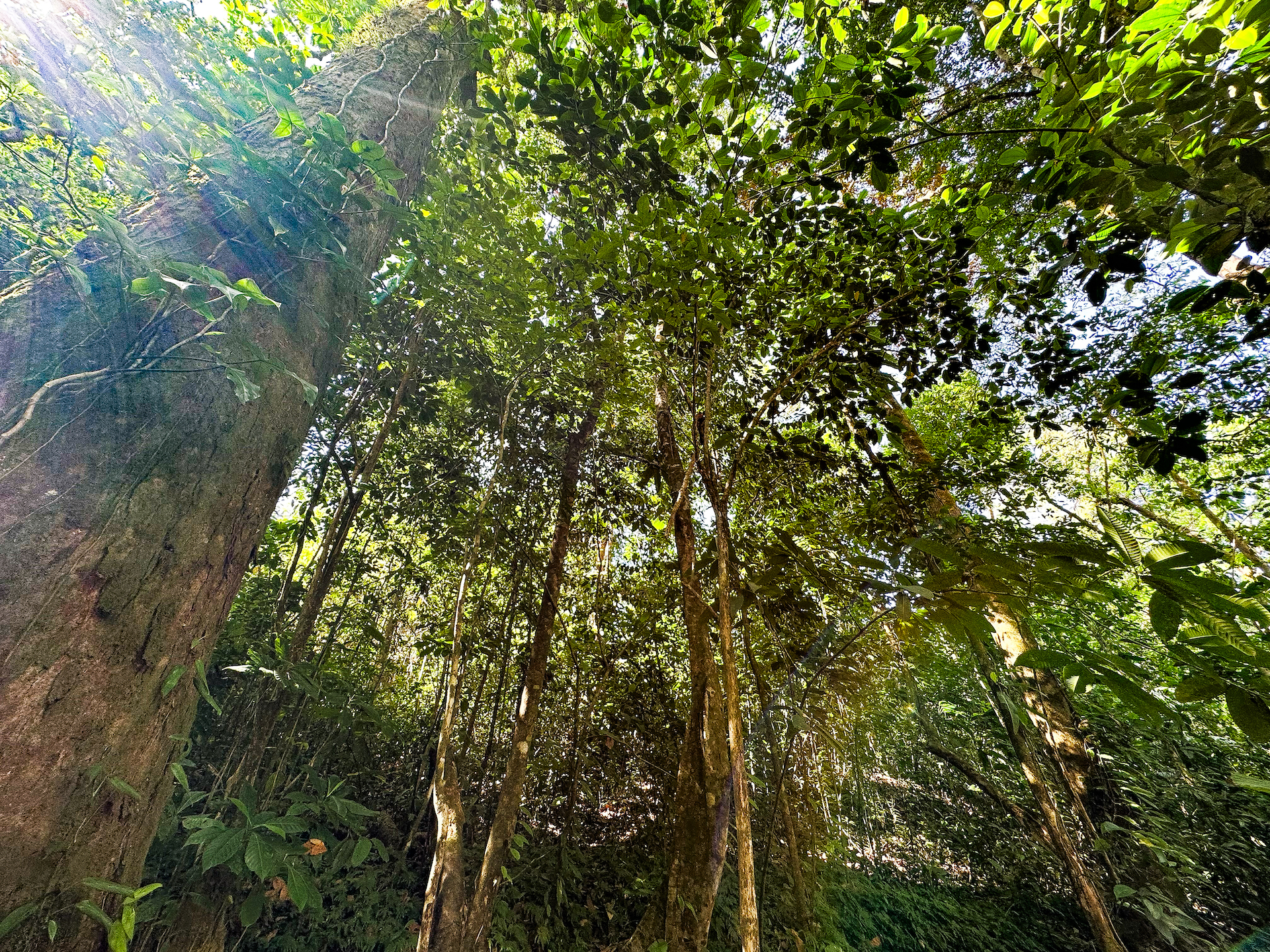 0 bed Land For Sale in Ojochal, Puntarenas - thumb 10