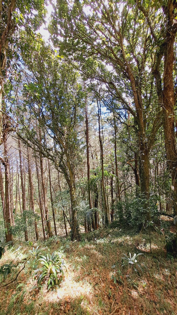 6 bed Land For Sale in Quebradilla, Cartago - thumb 16