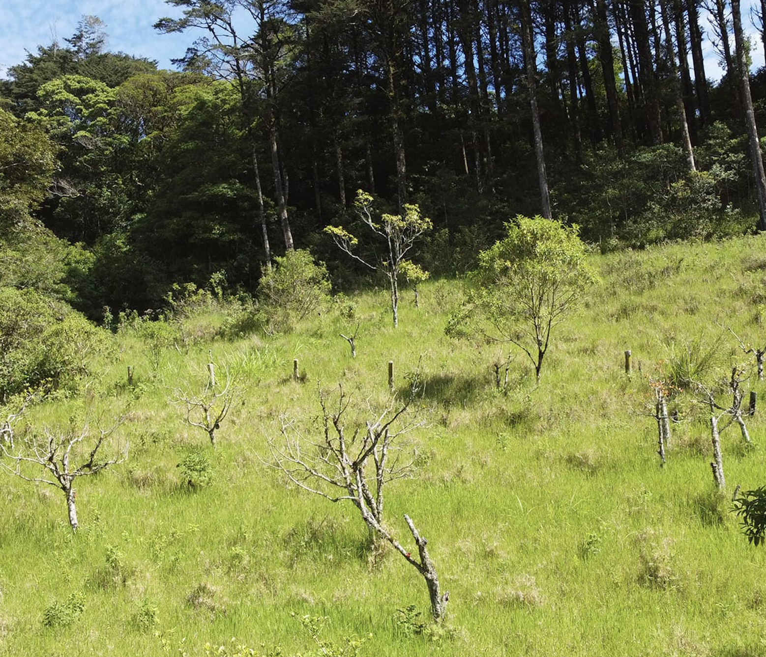6 bed Land For Sale in Quebradilla, Cartago - thumb 3