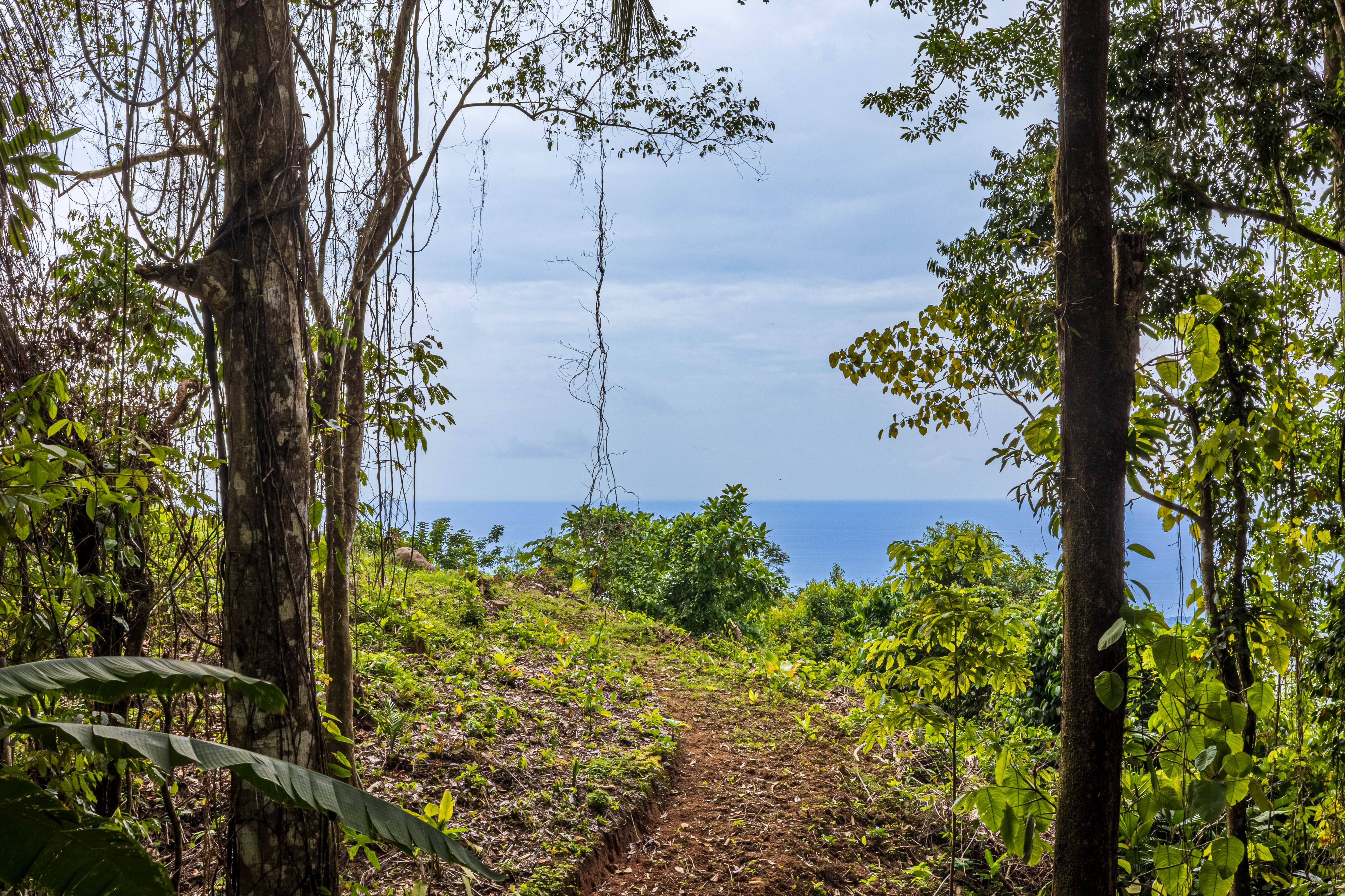 0 bed Land For Sale in Matapalo, Puntarenas - thumb 4