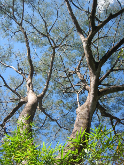 0 bed Land For Sale in Samara, Guanacaste - thumb 6