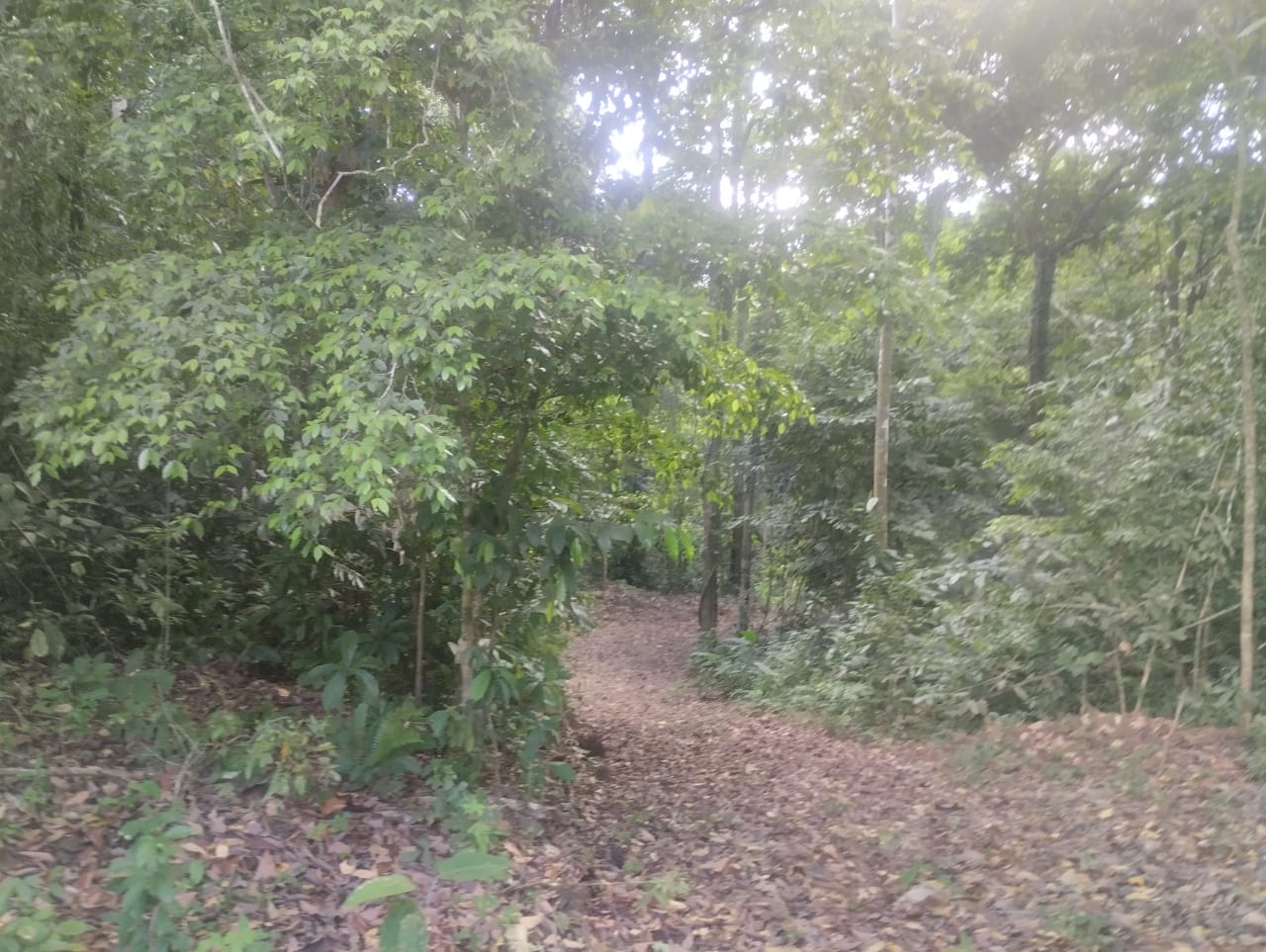 0 bed Land For Sale in Puntarenas, Puntarenas - thumb 1