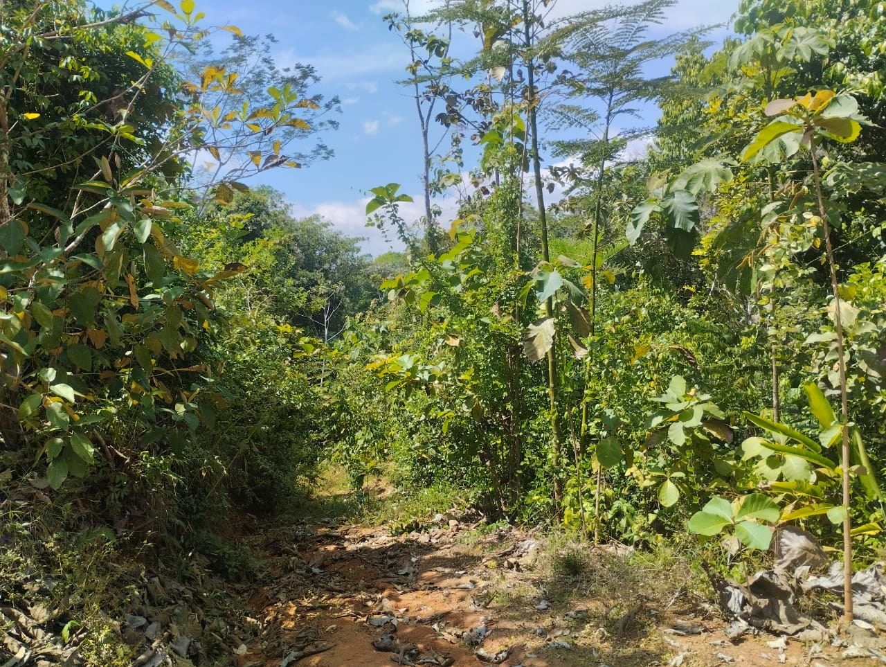 0 bed Land For Sale in Puntarenas, Puntarenas - thumb 3
