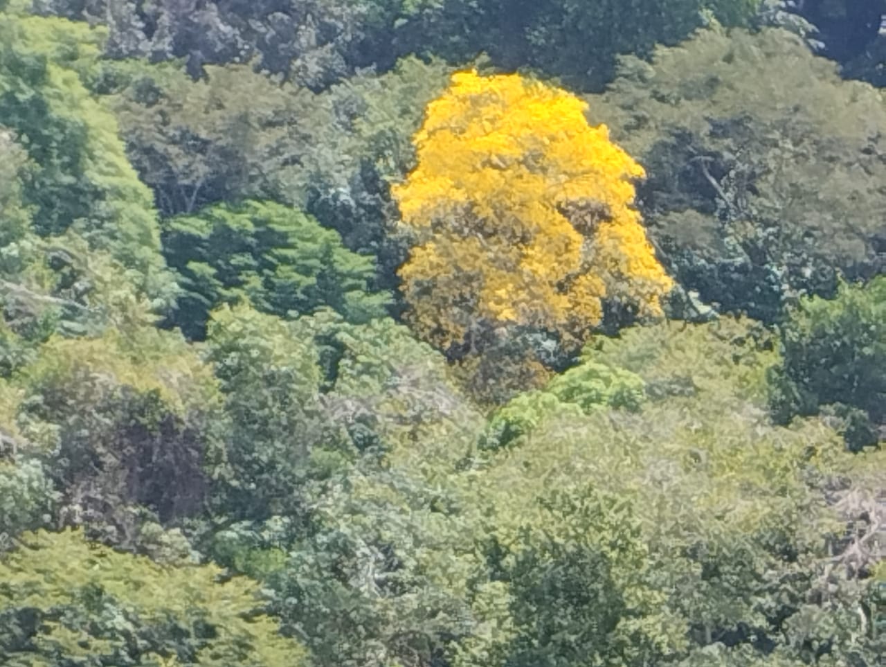 0 bed Land For Sale in Puntarenas, Puntarenas - thumb 4