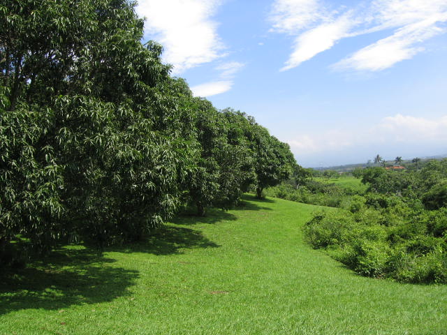 0 bed Land For Sale in Atenas, Alajuela - thumb 5