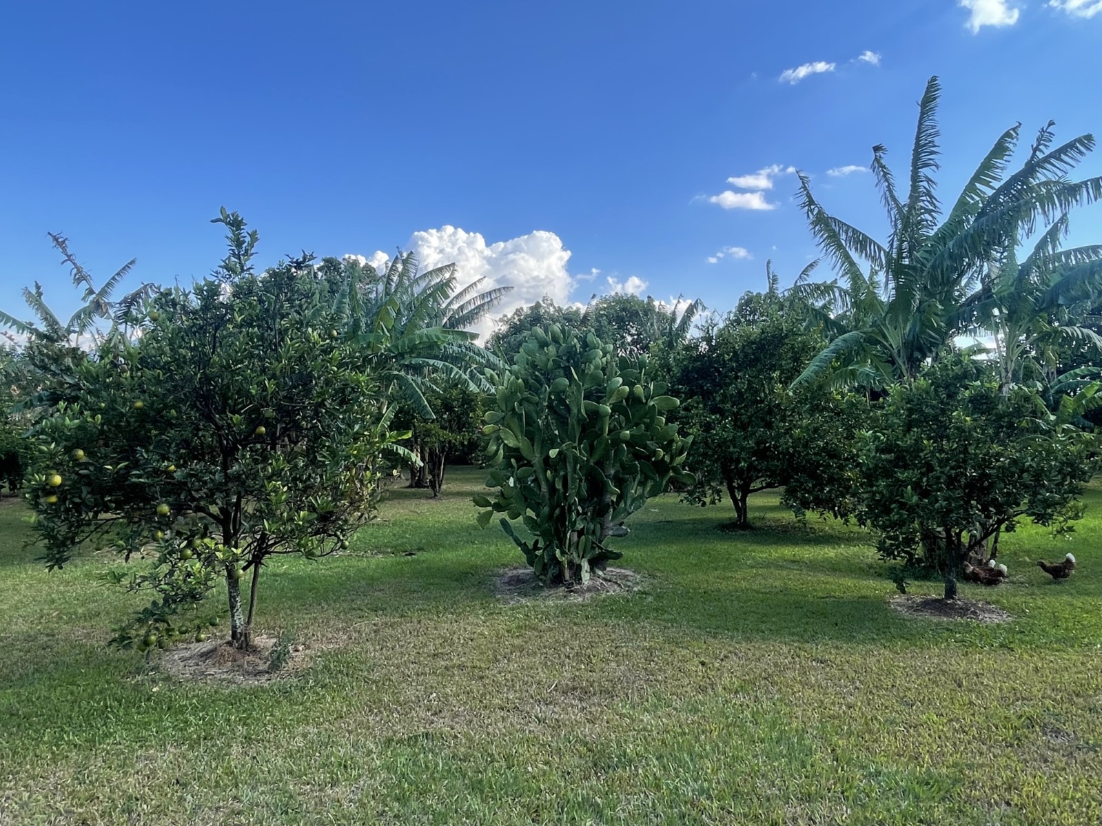3 bed Land For Sale in San Jose, Alajuela - thumb 7