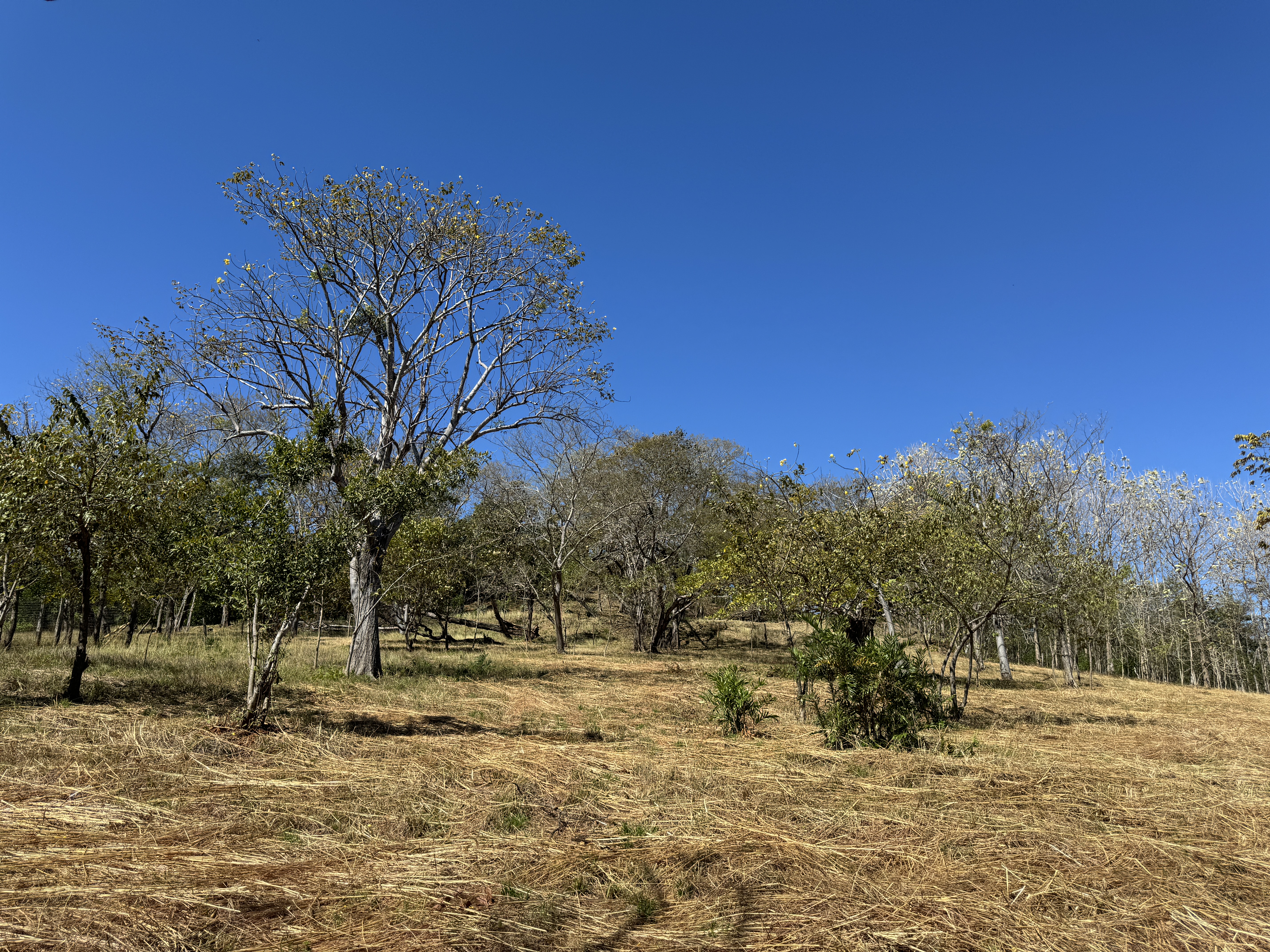 0 bed Land For Sale in Avellanas, Guanacaste - thumb 8
