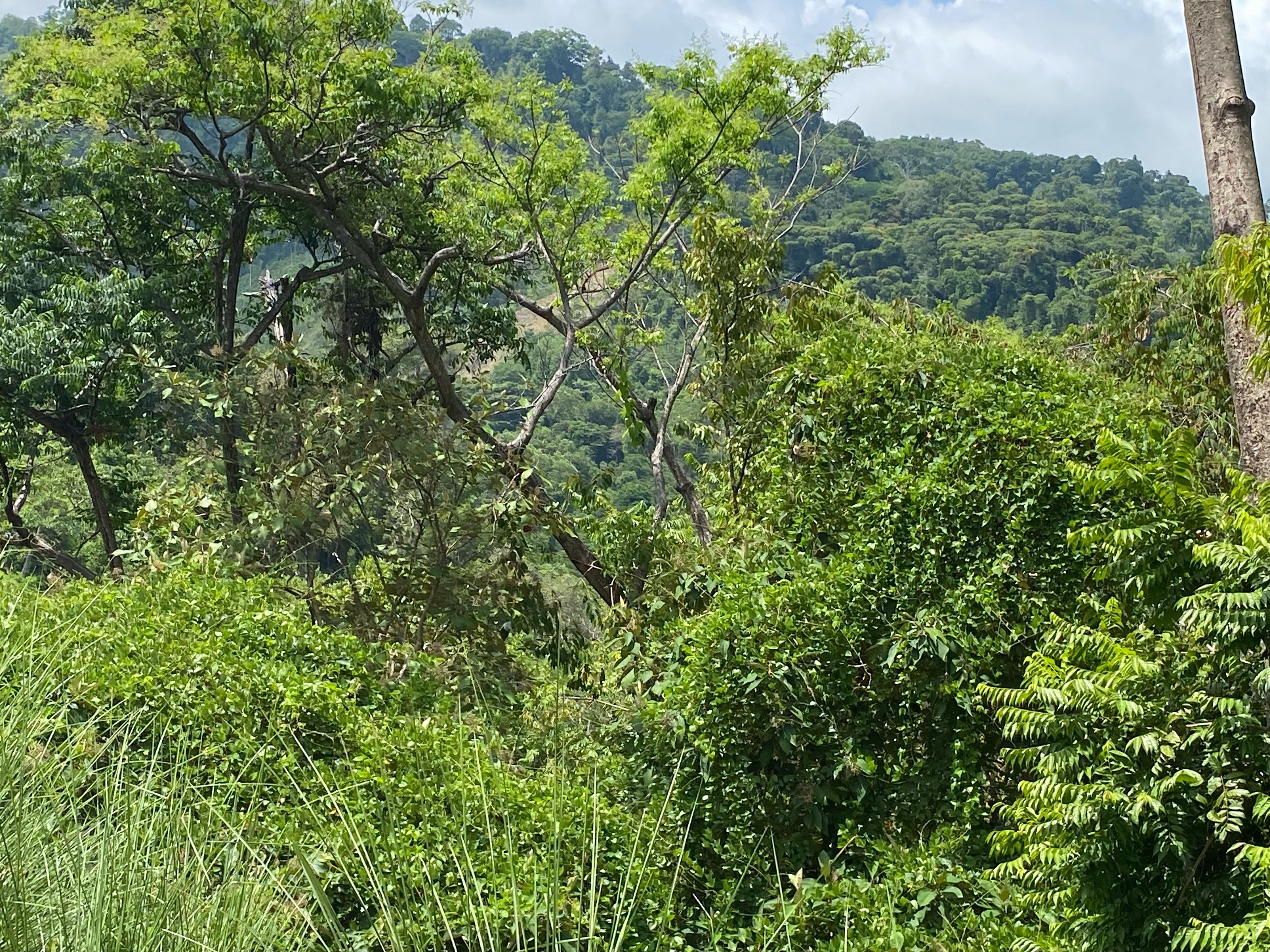 0 bed Land For Sale in Dominical, Puntarenas - thumb 6