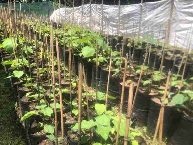 0 bed Land For Sale in Nuevo Arenal, Guanacaste - thumb 11