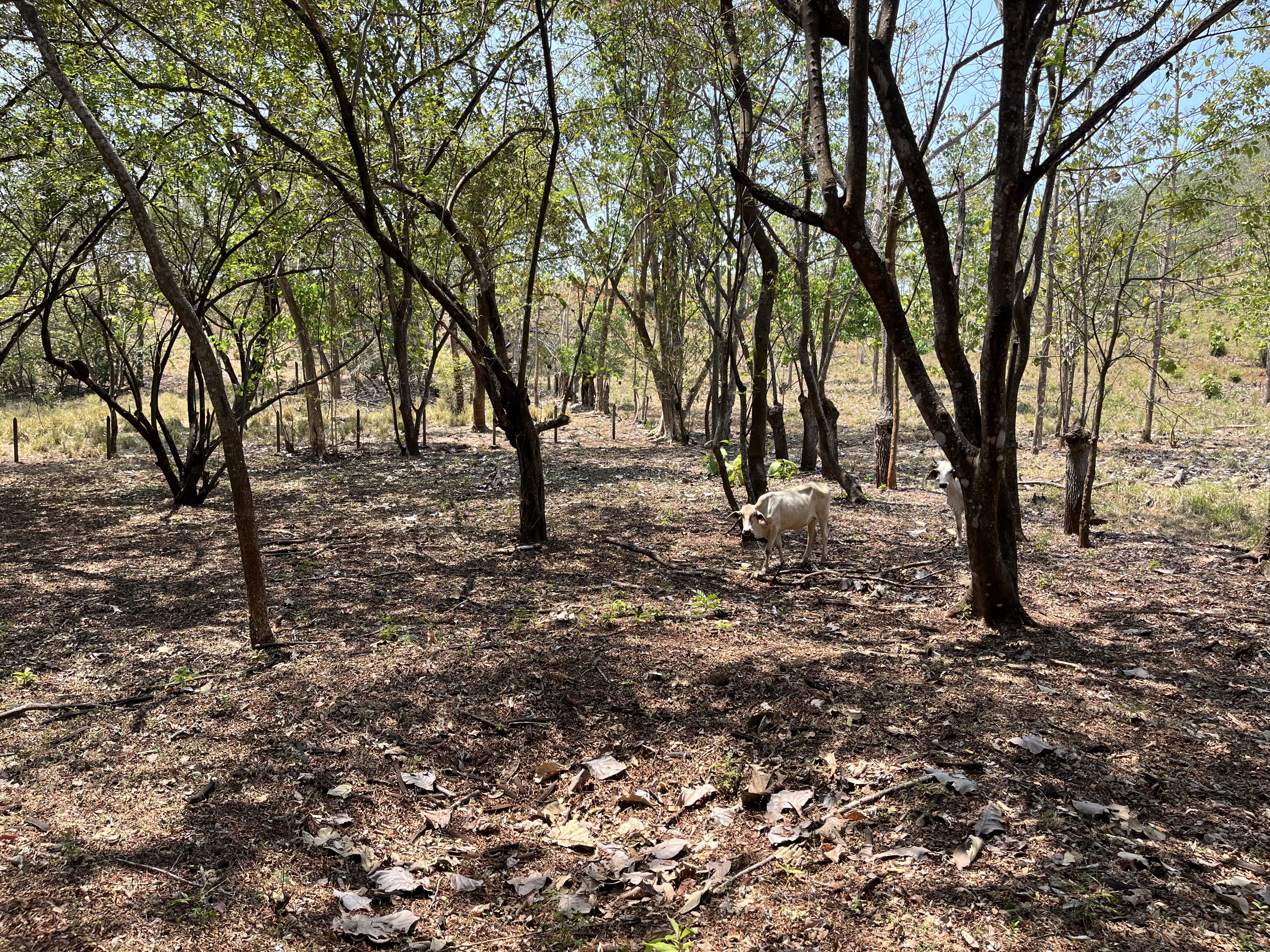 0 bed Land For Sale in Samara, Guanacaste - thumb 17
