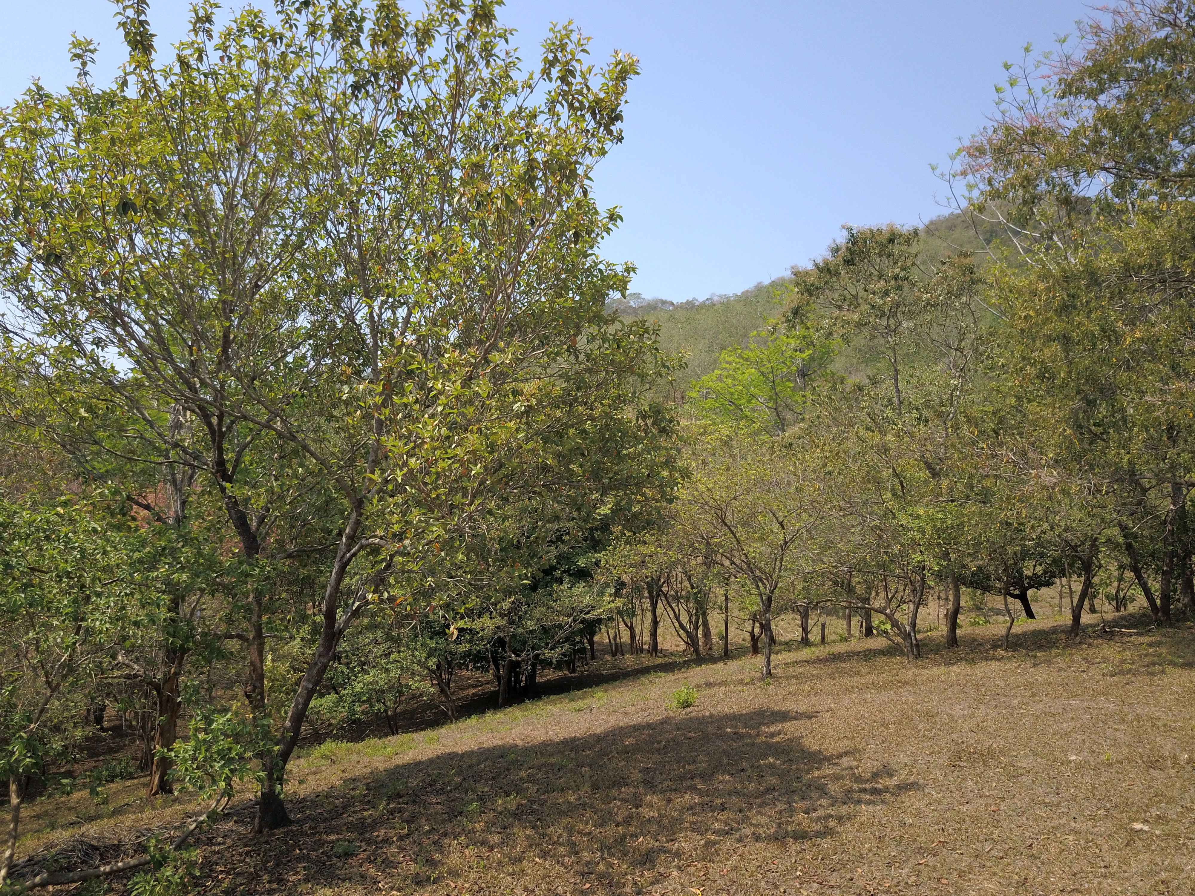0 bed Land For Sale in Samara, Guanacaste - thumb 4