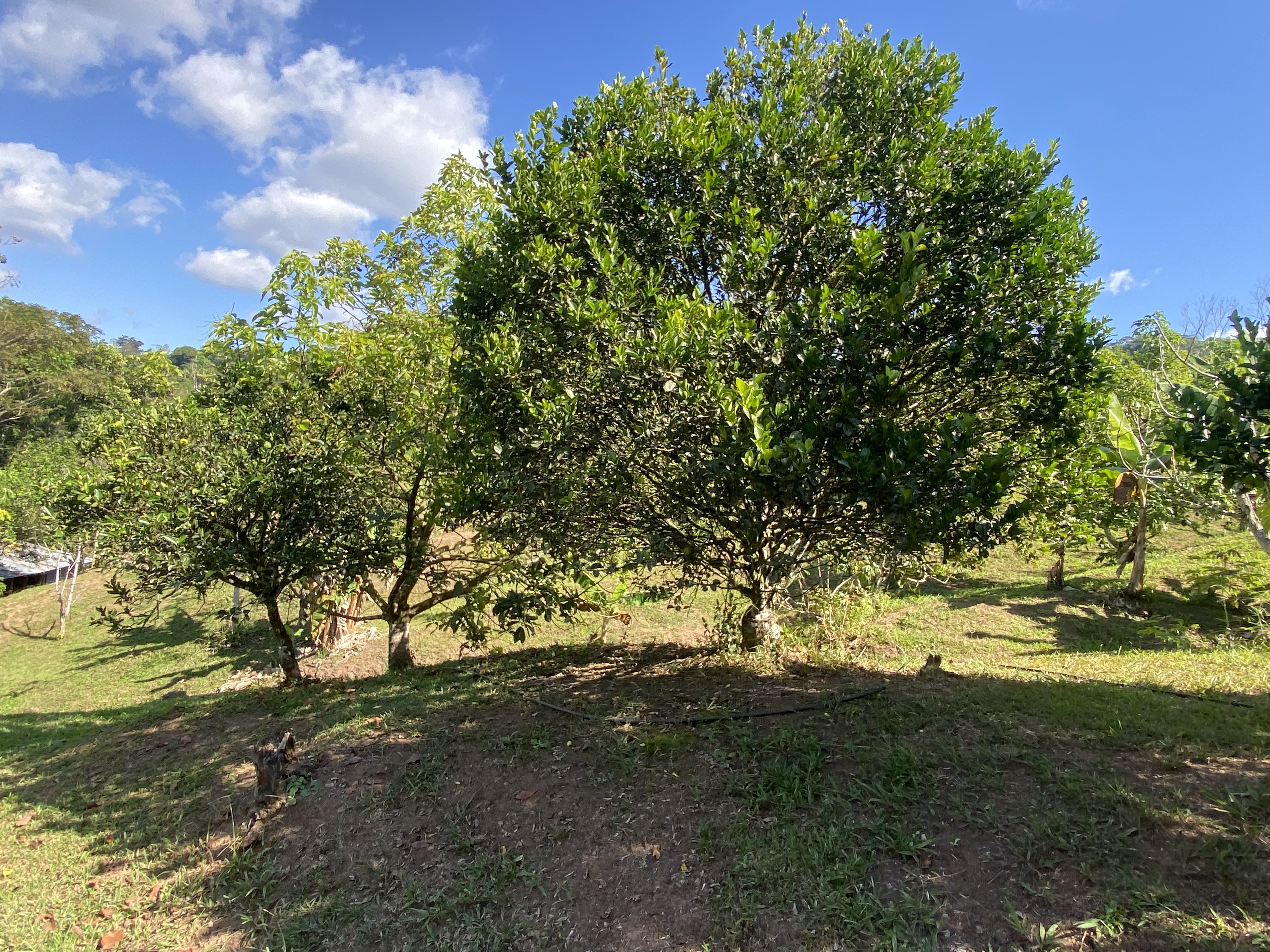 0 bed Land For Sale in Perez Zeledon, San Jose - thumb 19