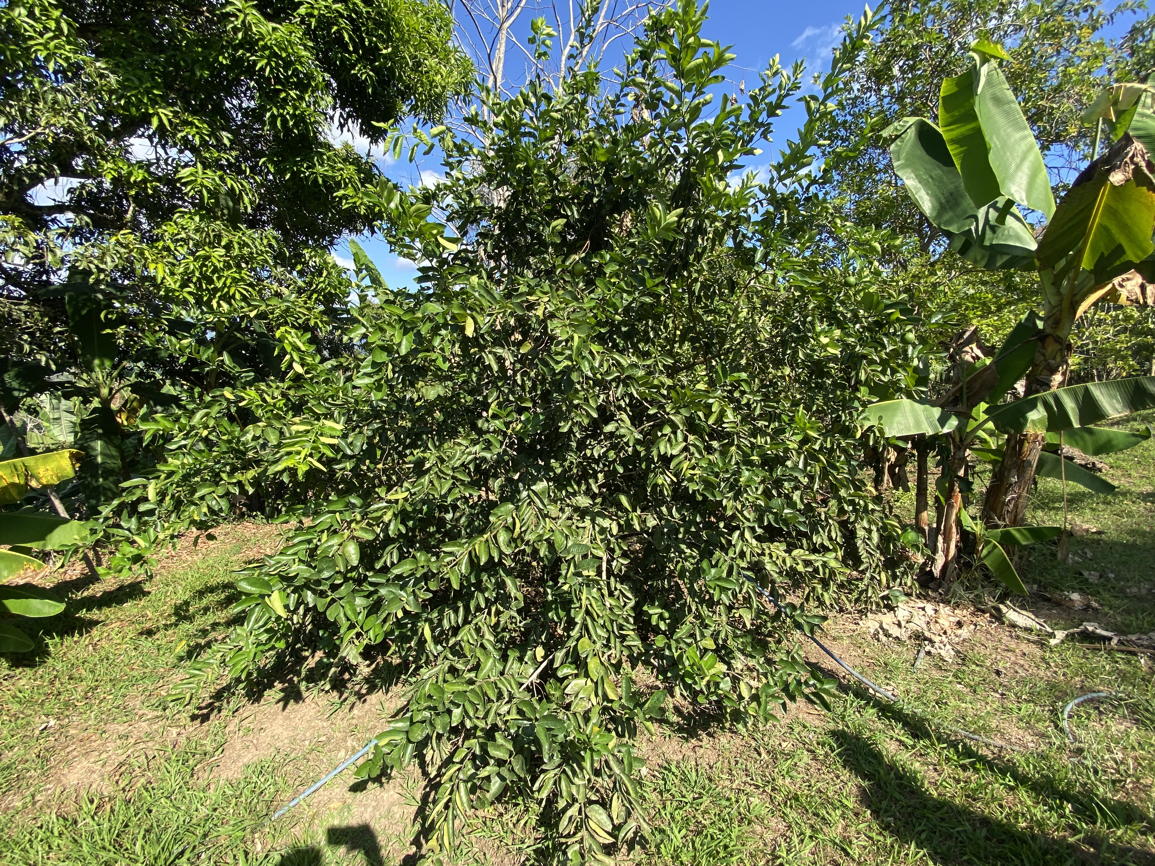 0 bed Land For Sale in Perez Zeledon, San Jose - thumb 12