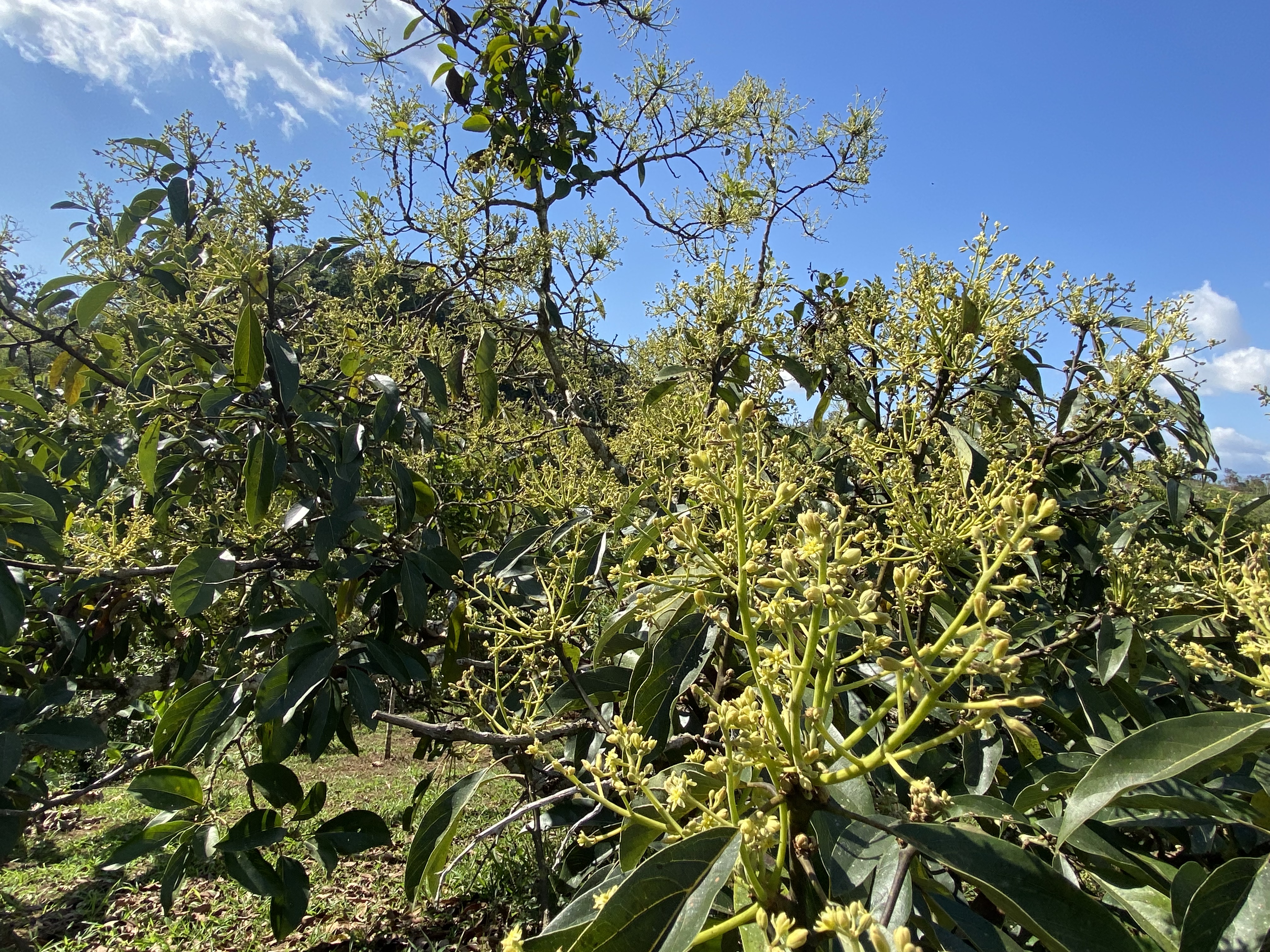 0 bed Land For Sale in Perez Zeledon, San Jose - thumb 18